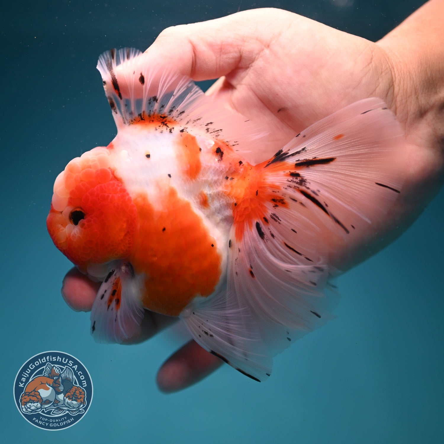 Sakura Rose Tail Oranda 3.5 inch Body (260619_OR02)