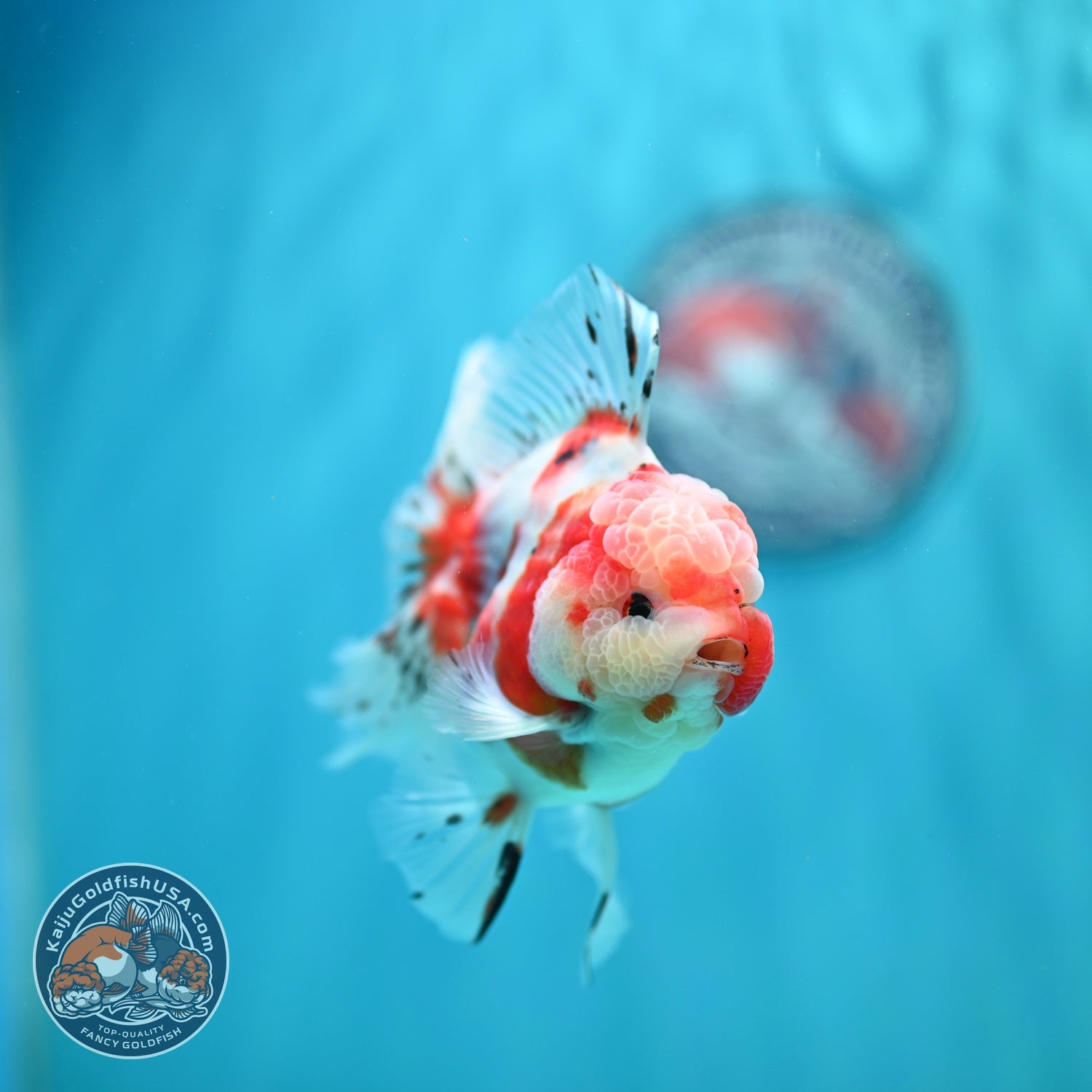 Sakura Rose Tail Oranda 3.5 inch Body (260619_OR02)