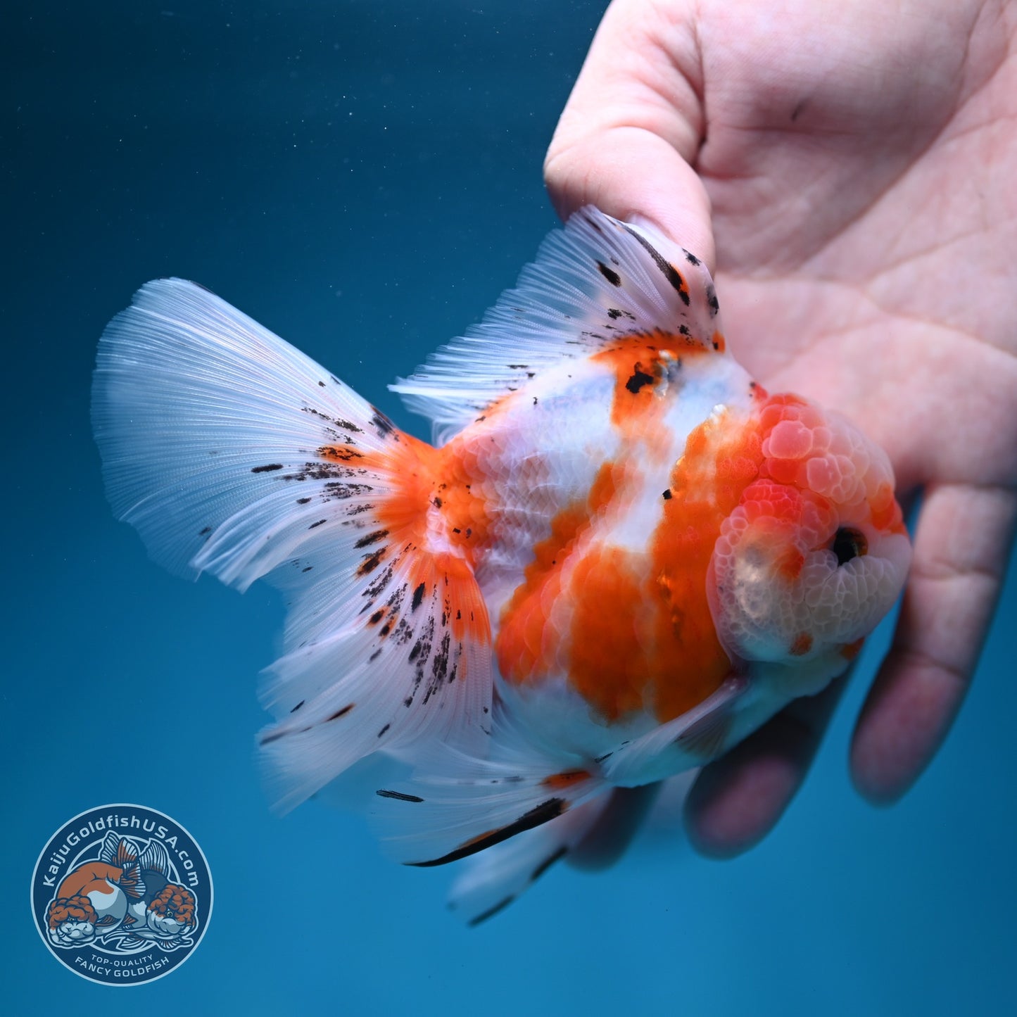 Sakura Rose Tail Oranda 3.5 inch Body (260619_OR02)