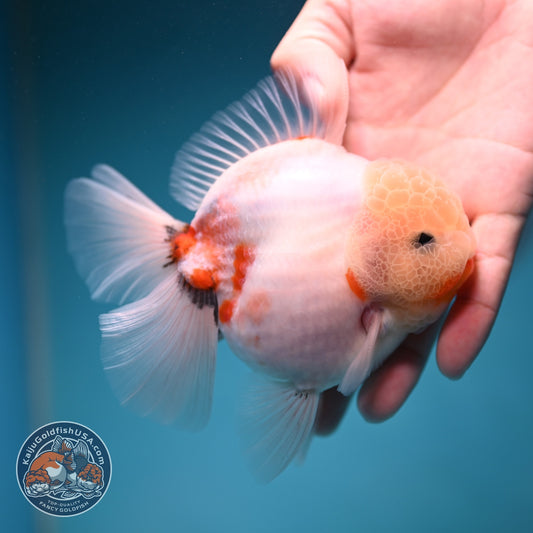 Sakura Rose Tail Oranda 3.5 inch Body (260814_OR21)