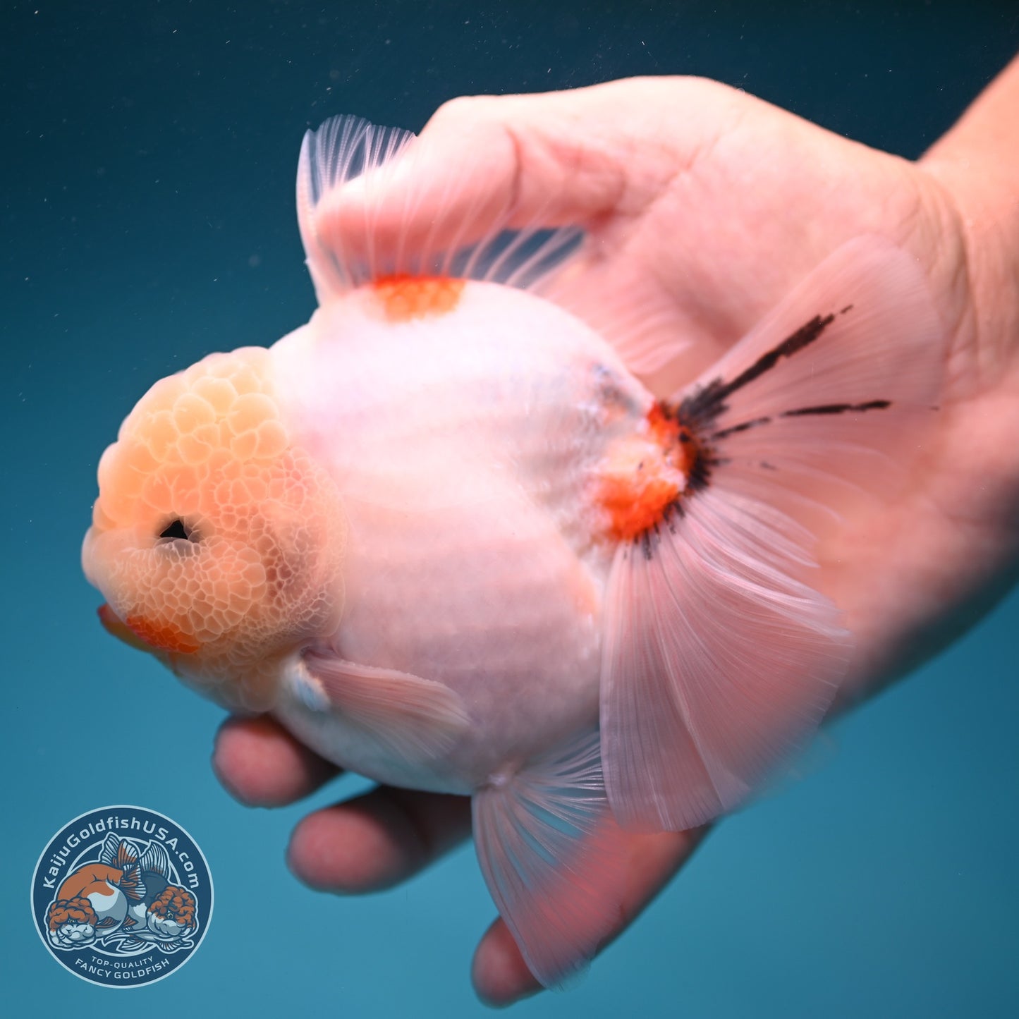 Sakura Rose Tail Oranda 3.5 inch Body (260814_OR21)
