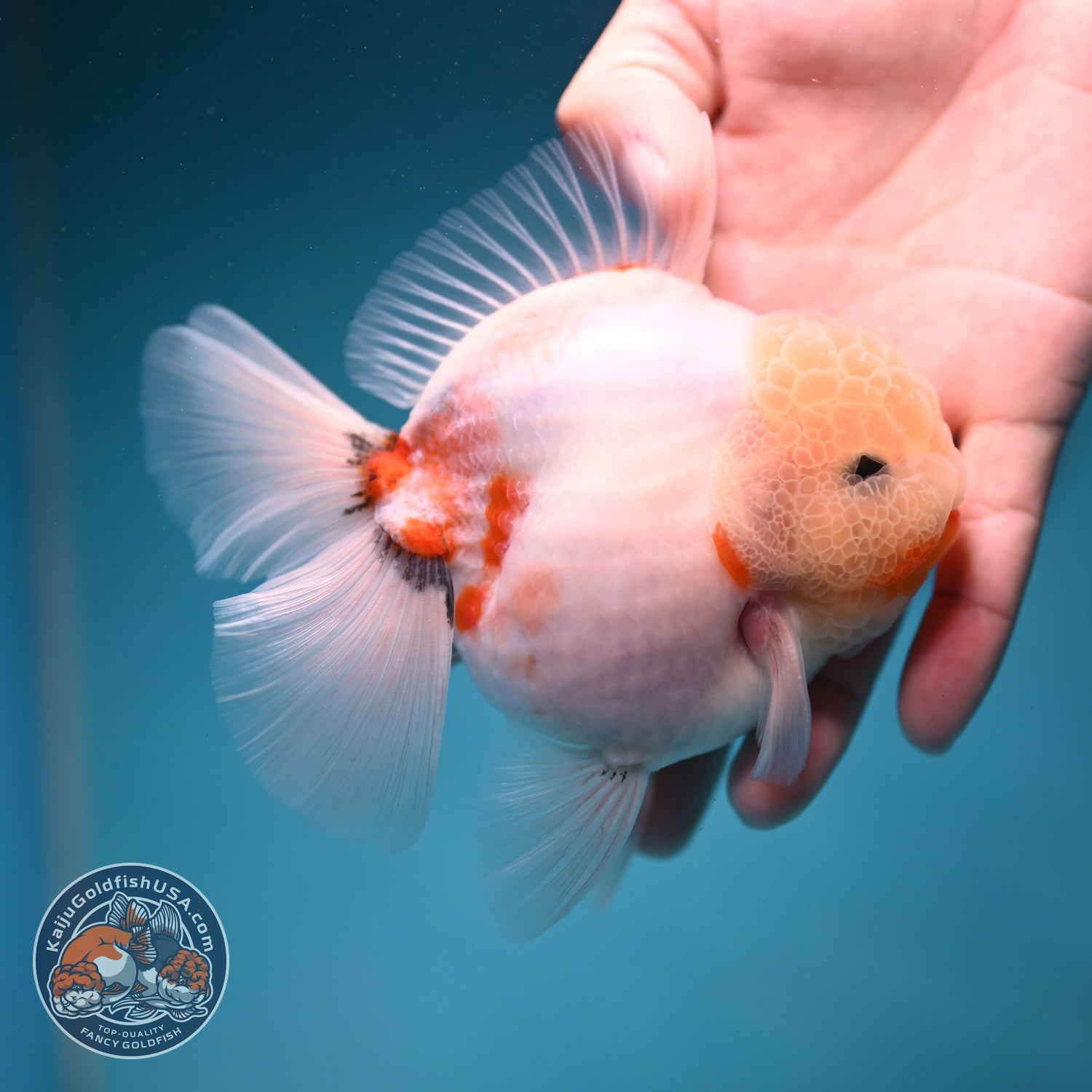 Sakura Rose Tail Oranda 3.5 inch Body (260814_OR21)