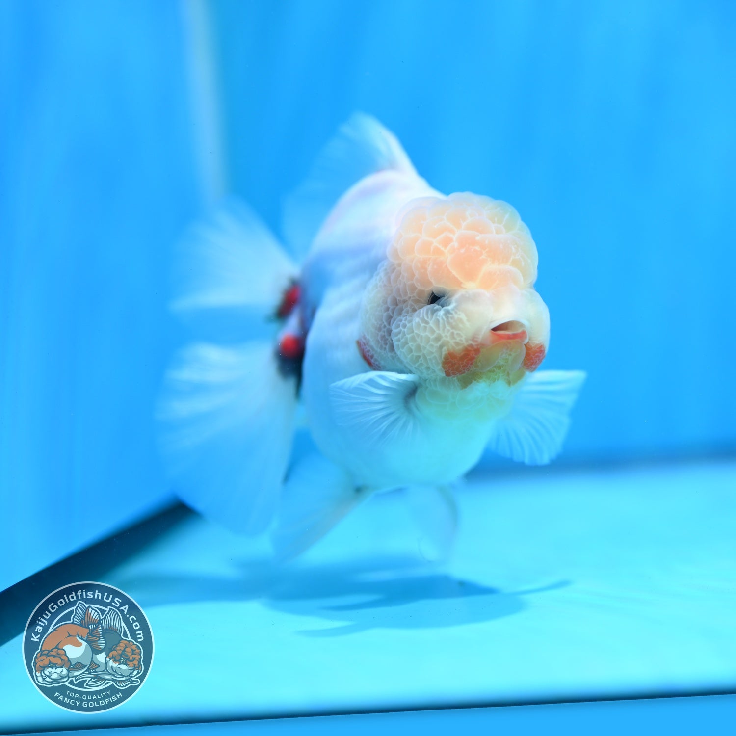 Sakura Rose Tail Oranda 3.5 inch Body (260814_OR21)