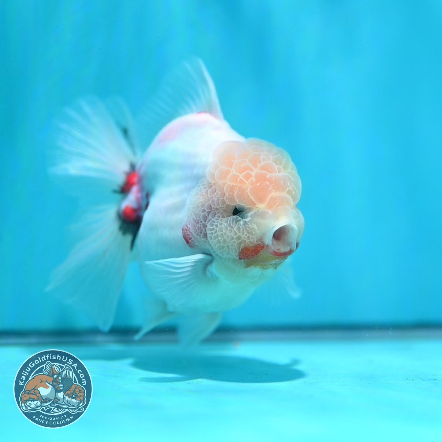 Sakura Rose Tail Oranda 3.5 inch Body (260814_OR21)