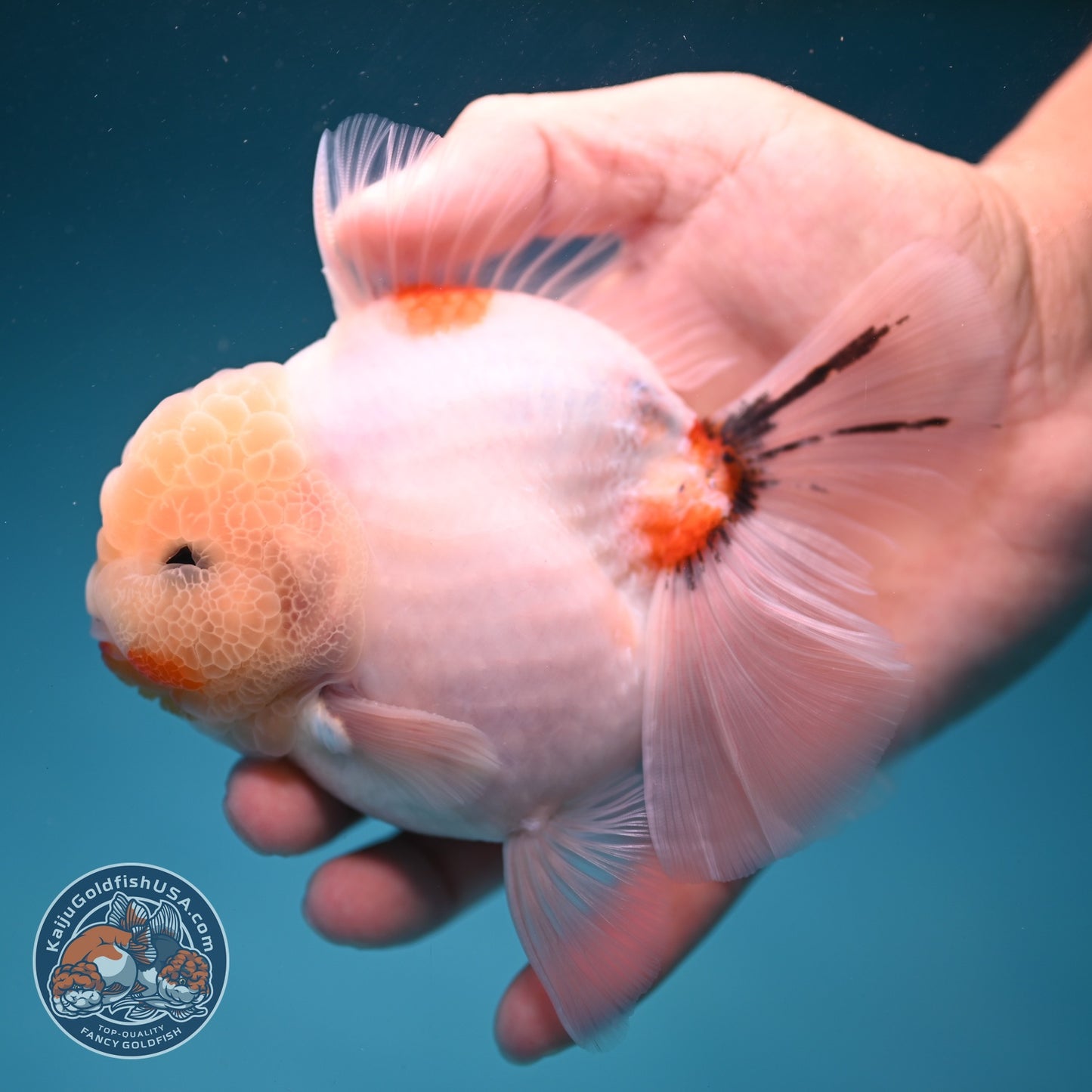 Sakura Rose Tail Oranda 3.5 inch Body (260814_OR21)