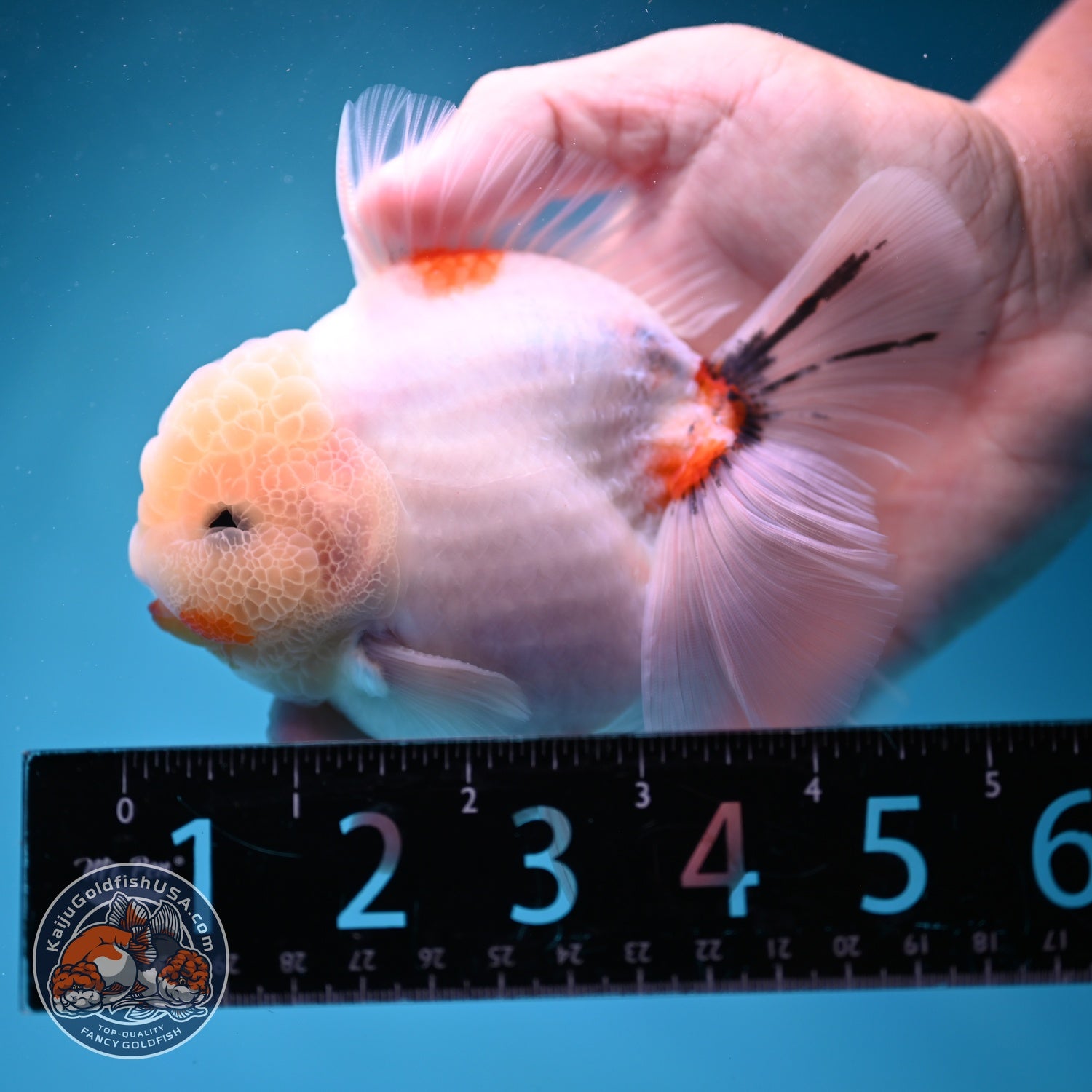 Sakura Rose Tail Oranda 3.5 inch Body (260814_OR21)