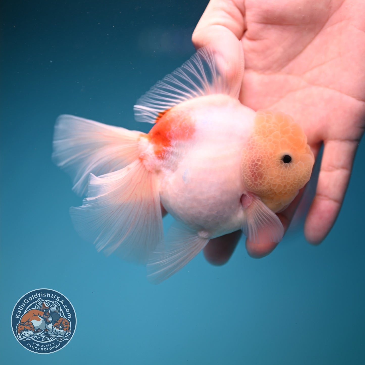 Sakura Rose Tail Oranda 3.5 inch Body (260821_OR05)