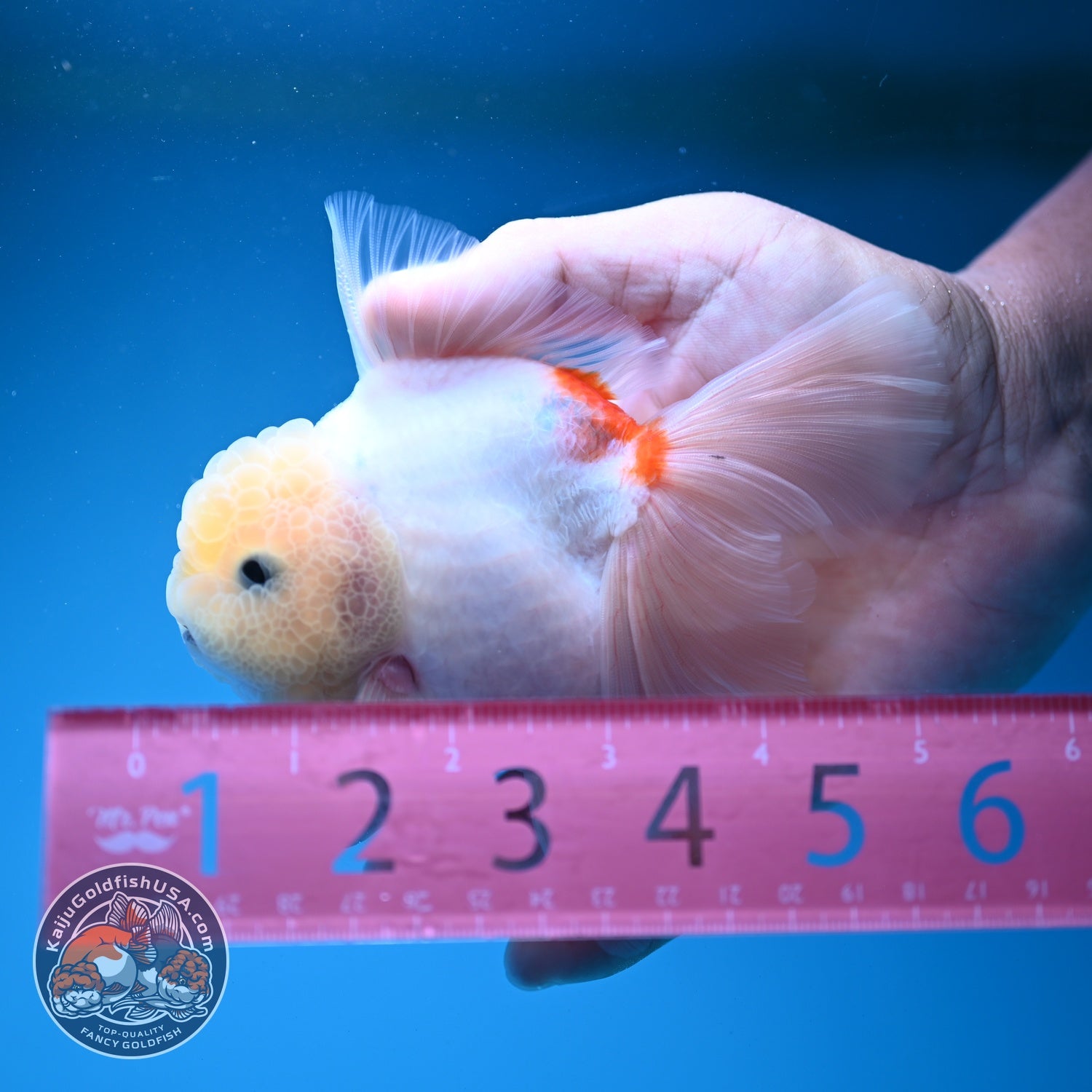 Sakura Rose Tail Oranda 3.5 inch Body (260821_OR05)