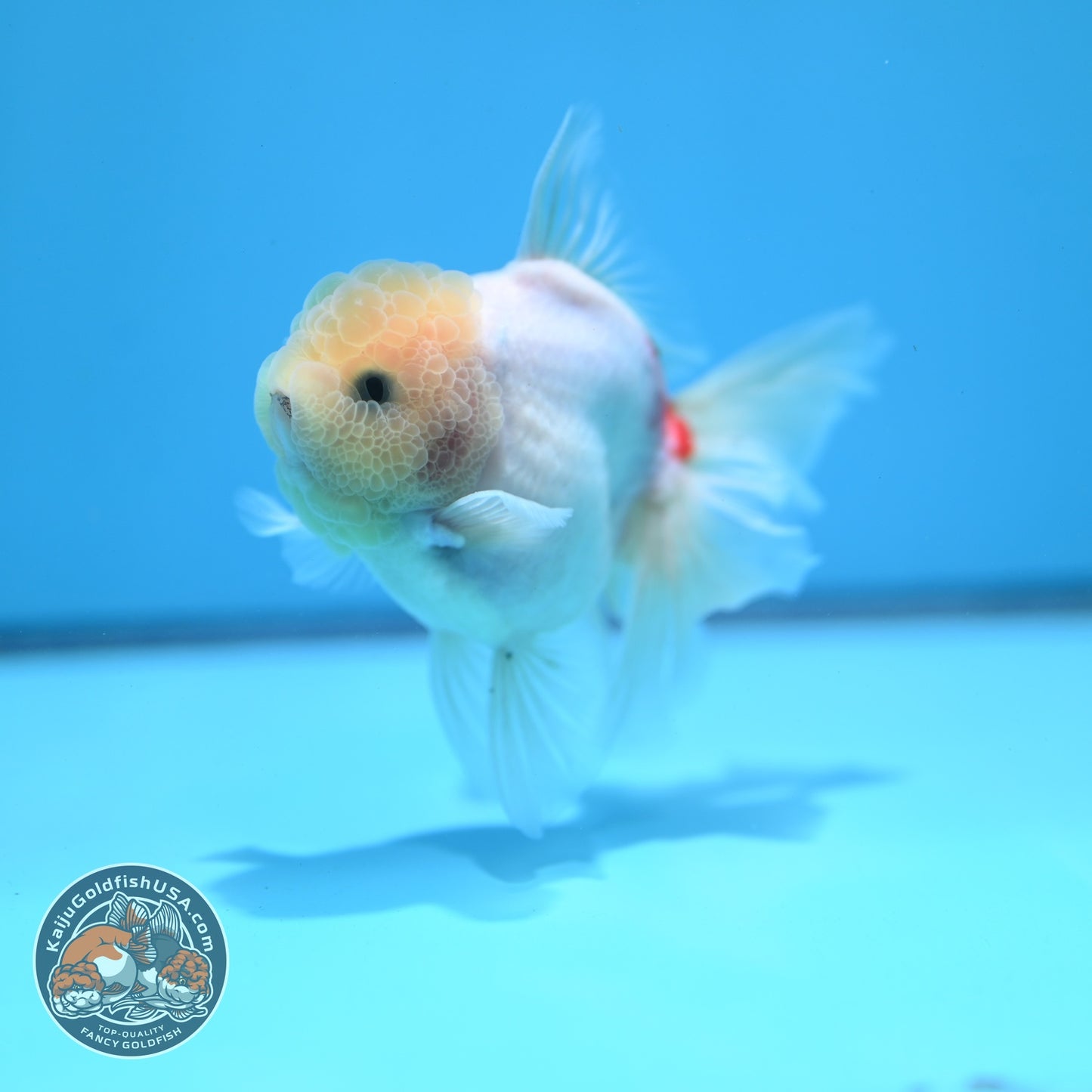 Sakura Rose Tail Oranda 3.5 inch Body (260821_OR05)