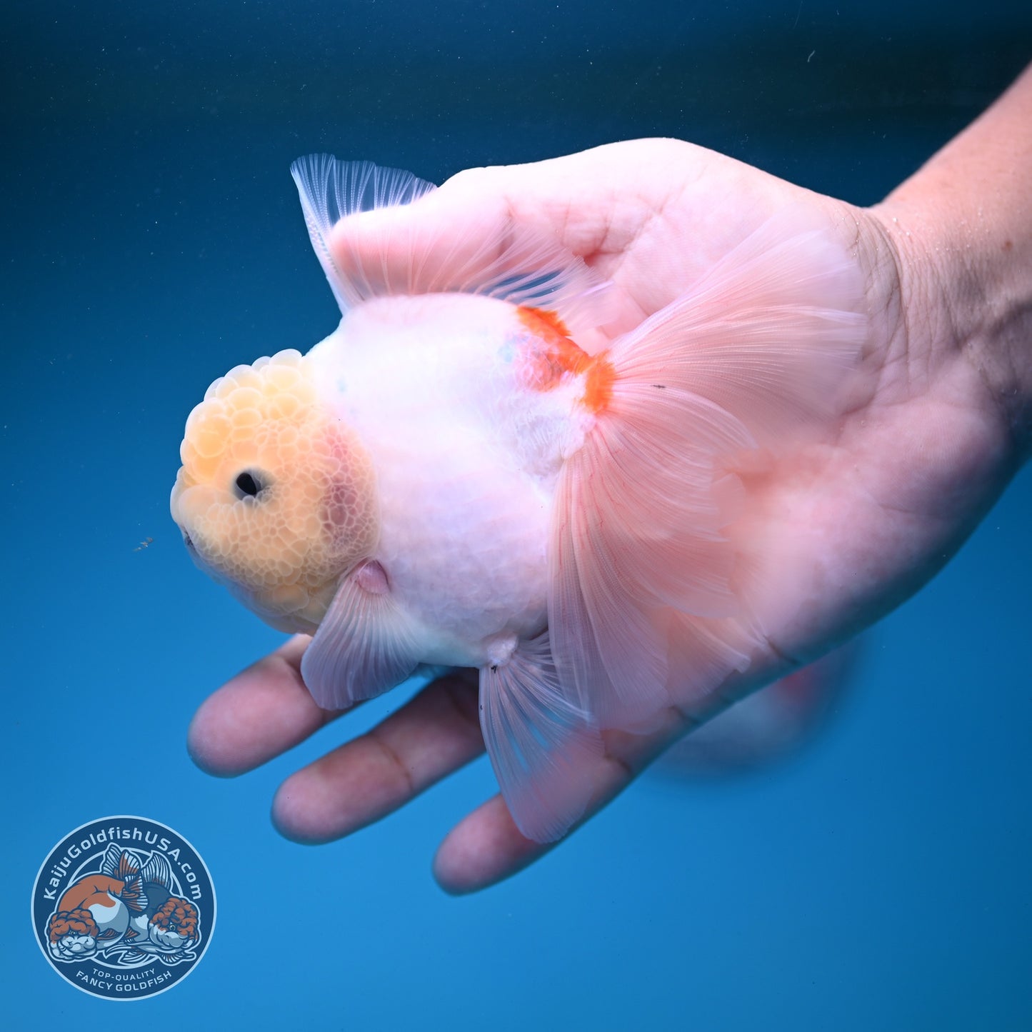 Sakura Rose Tail Oranda 3.5 inch Body (260821_OR05)