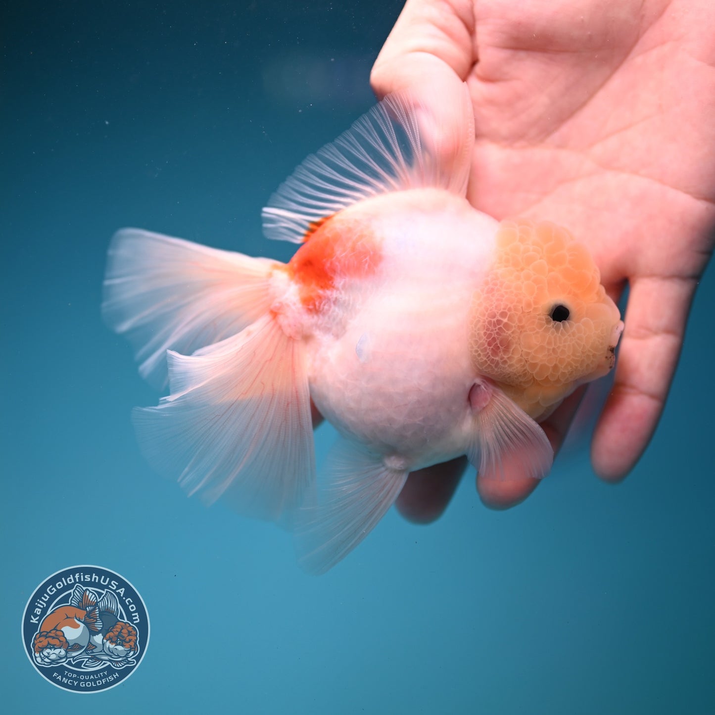 Sakura Rose Tail Oranda 3.5 inch Body (260821_OR05)