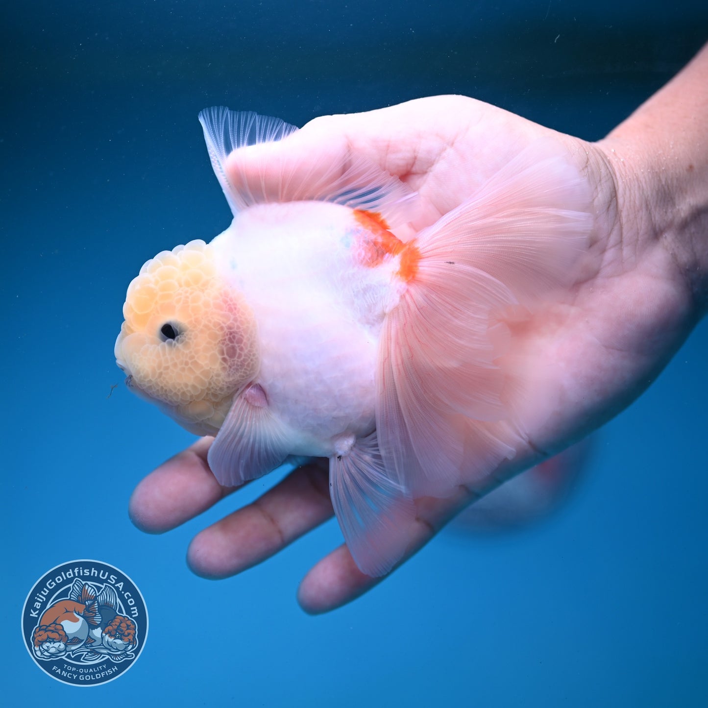 Sakura Rose Tail Oranda 3.5 inch Body (260821_OR05)