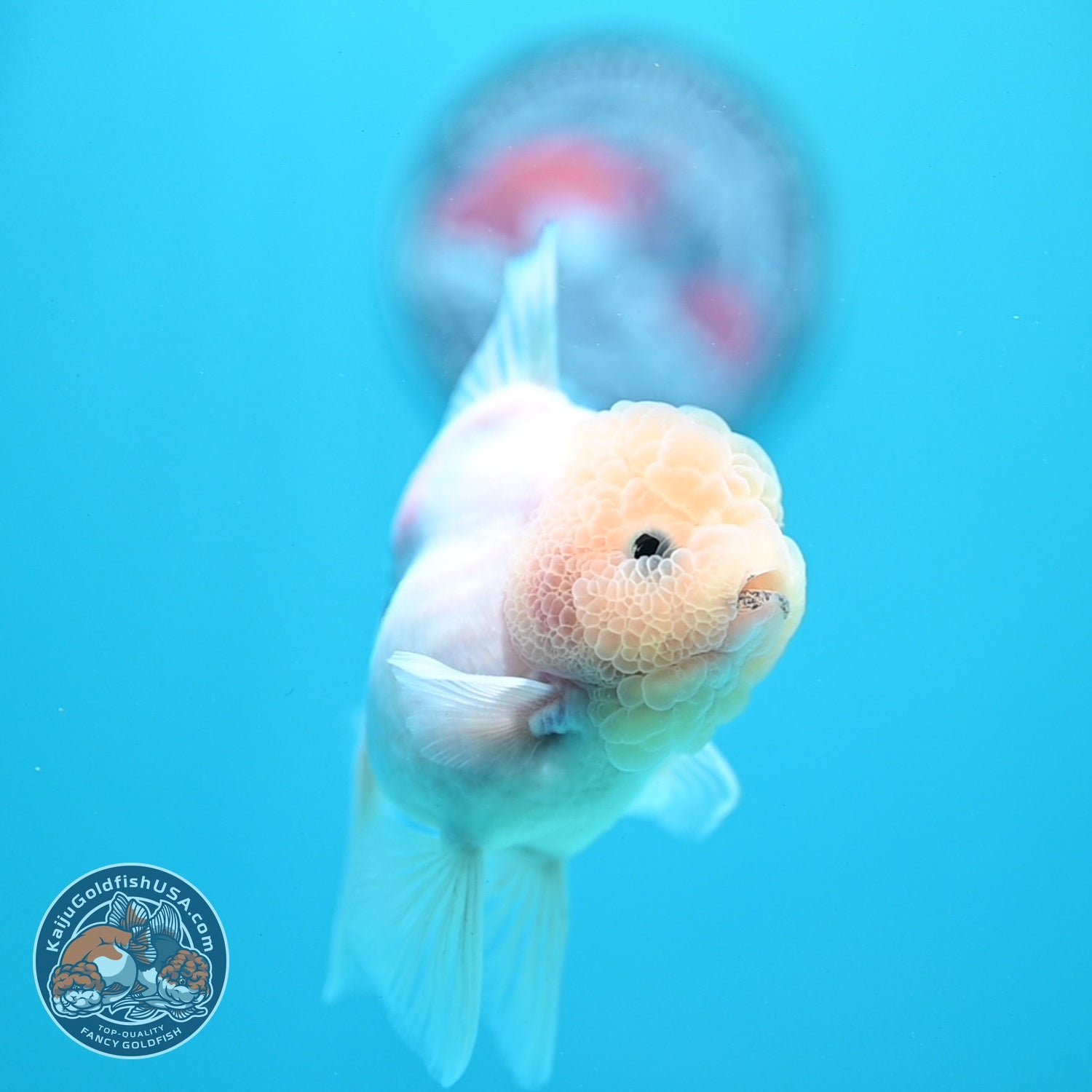 Sakura Rose Tail Oranda 3.5 inch Body (260821_OR05)