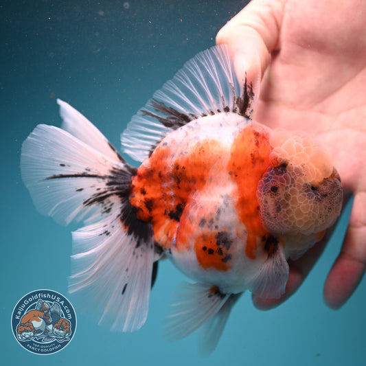 Sakura Rose Tail Oranda 4 inch Body (260807_OR04)