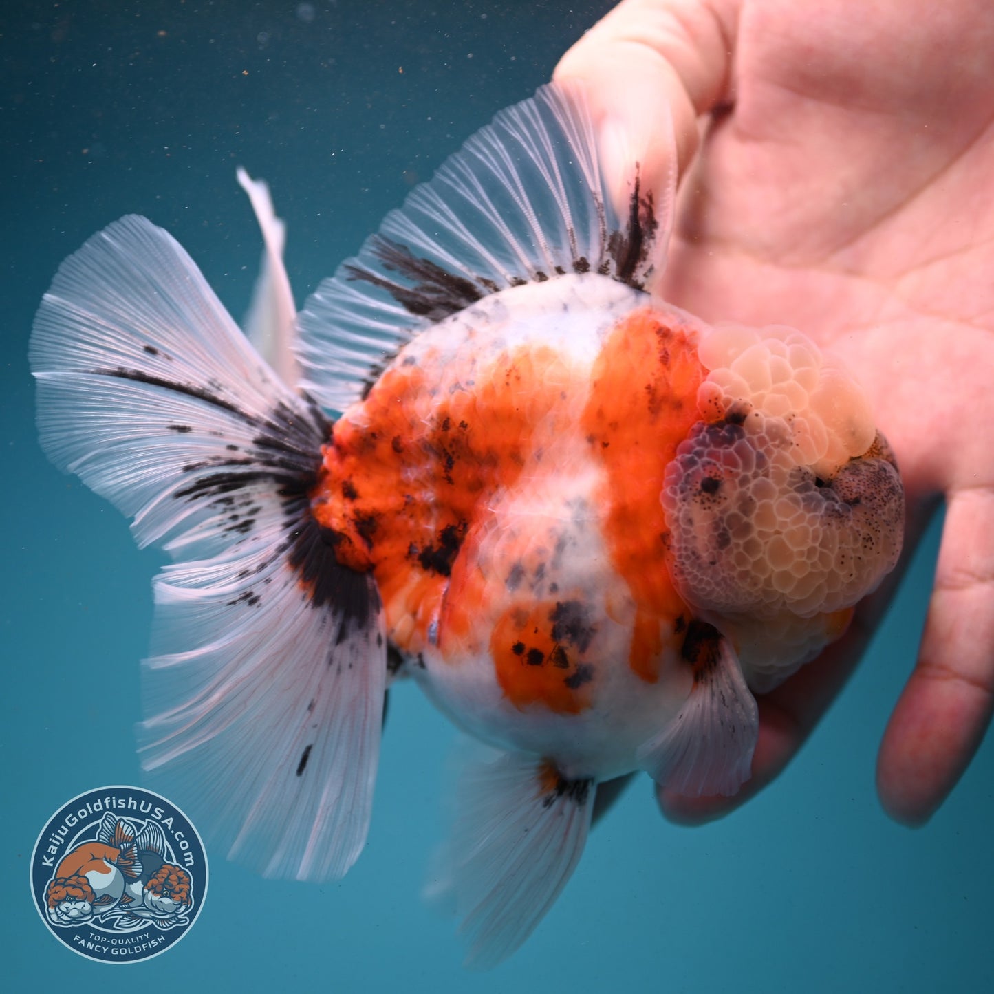 Sakura Rose Tail Oranda 4 inch Body (260807_OR04)