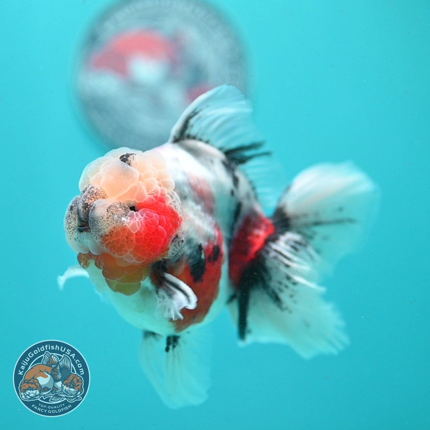 Sakura Rose Tail Oranda 4 inch Body (260807_OR04)