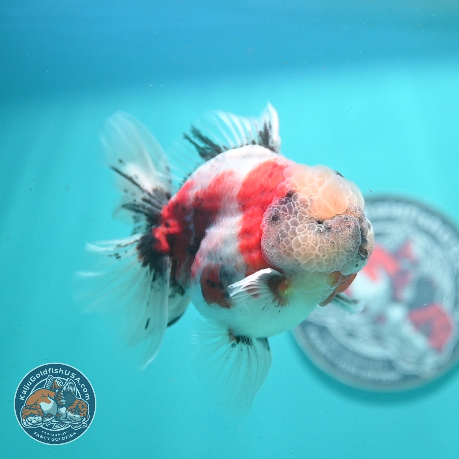 Sakura Rose Tail Oranda 4 inch Body (260807_OR04)