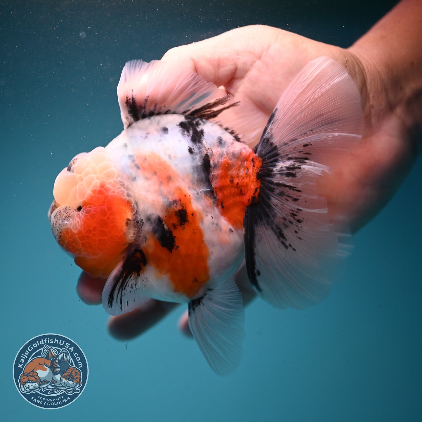 Sakura Rose Tail Oranda 4 inch Body (260807_OR04)