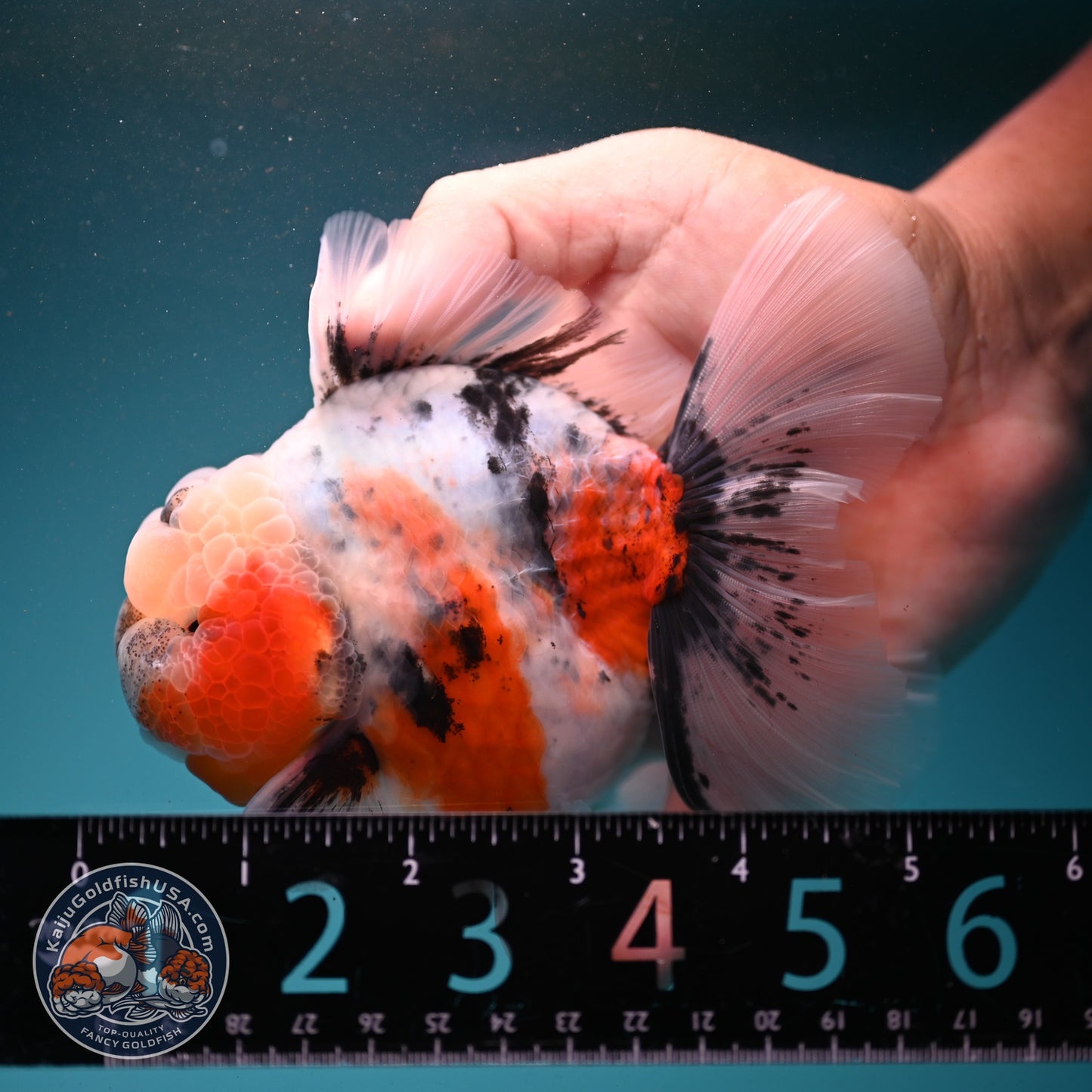 Sakura Rose Tail Oranda 4 inch Body (260807_OR04)