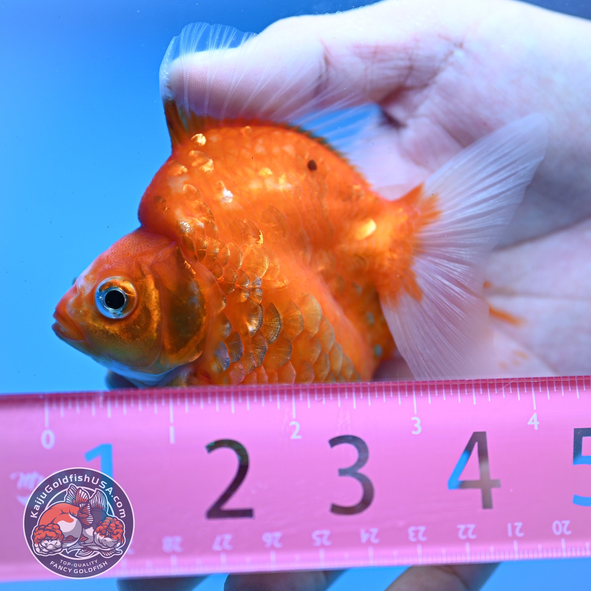 Sakura Ryukin 3 inch Body (251031_RY04)