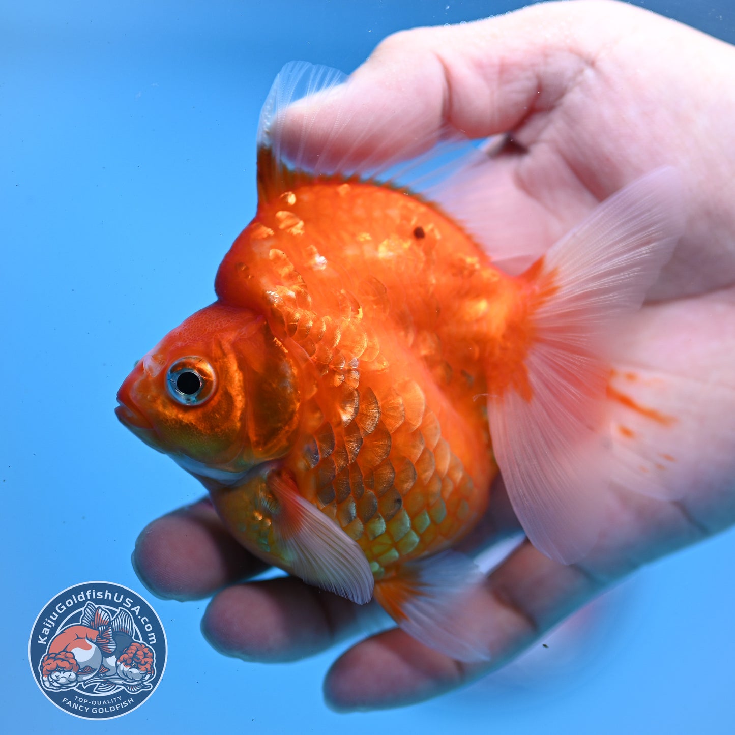 Sakura Ryukin 3 inch Body (251031_RY04)