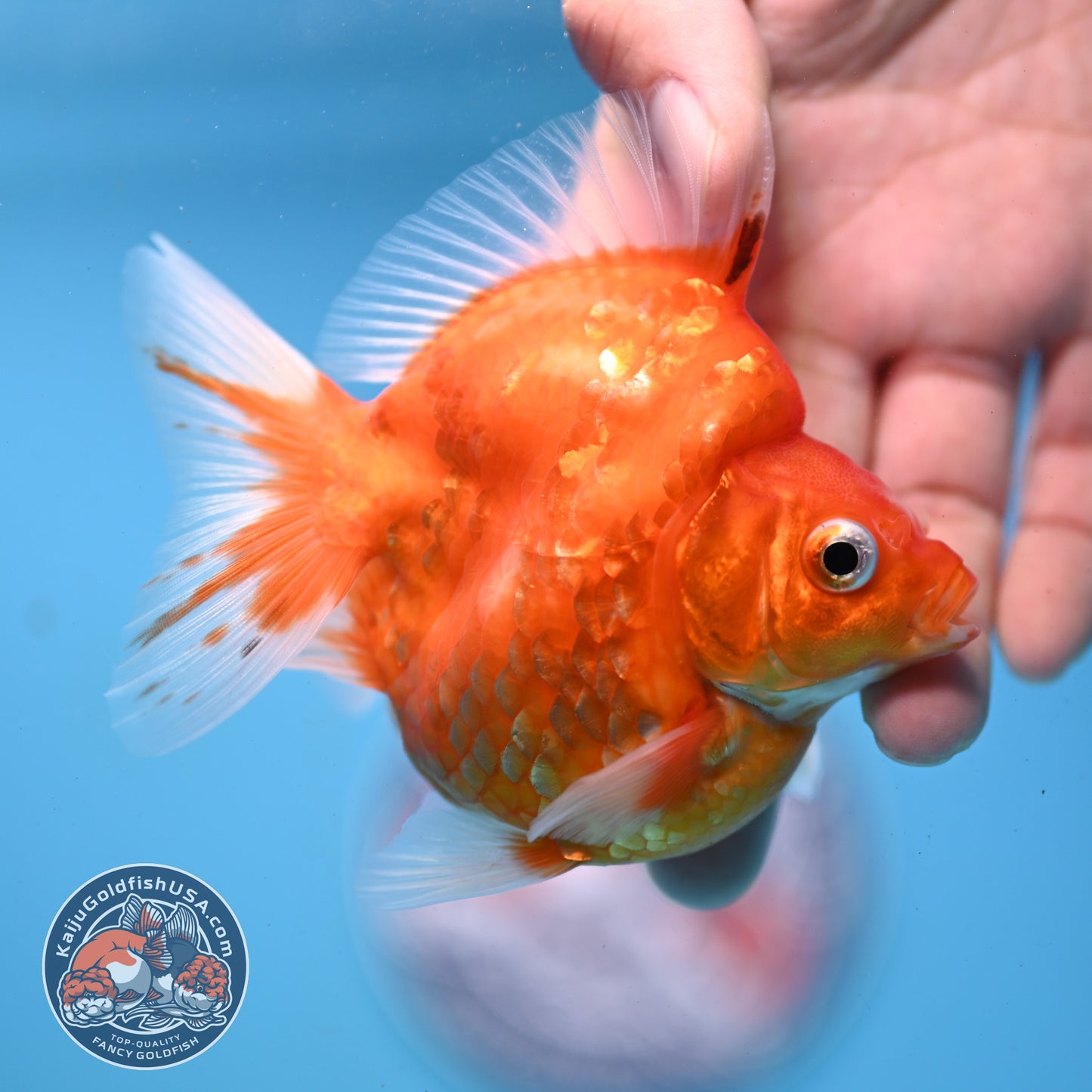 Sakura Ryukin 3 inch Body (251031_RY04)