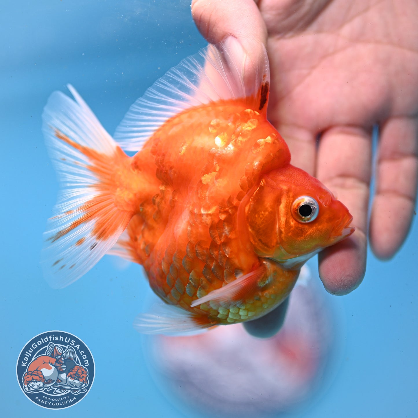 Sakura Ryukin 3 inch Body (251031_RY04)