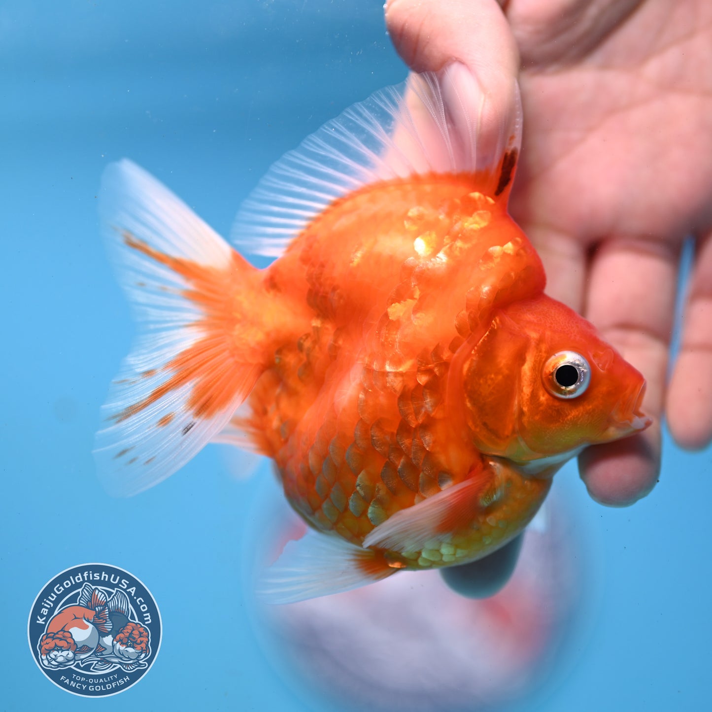 Sakura Ryukin 3 inch Body (251031_RY04)