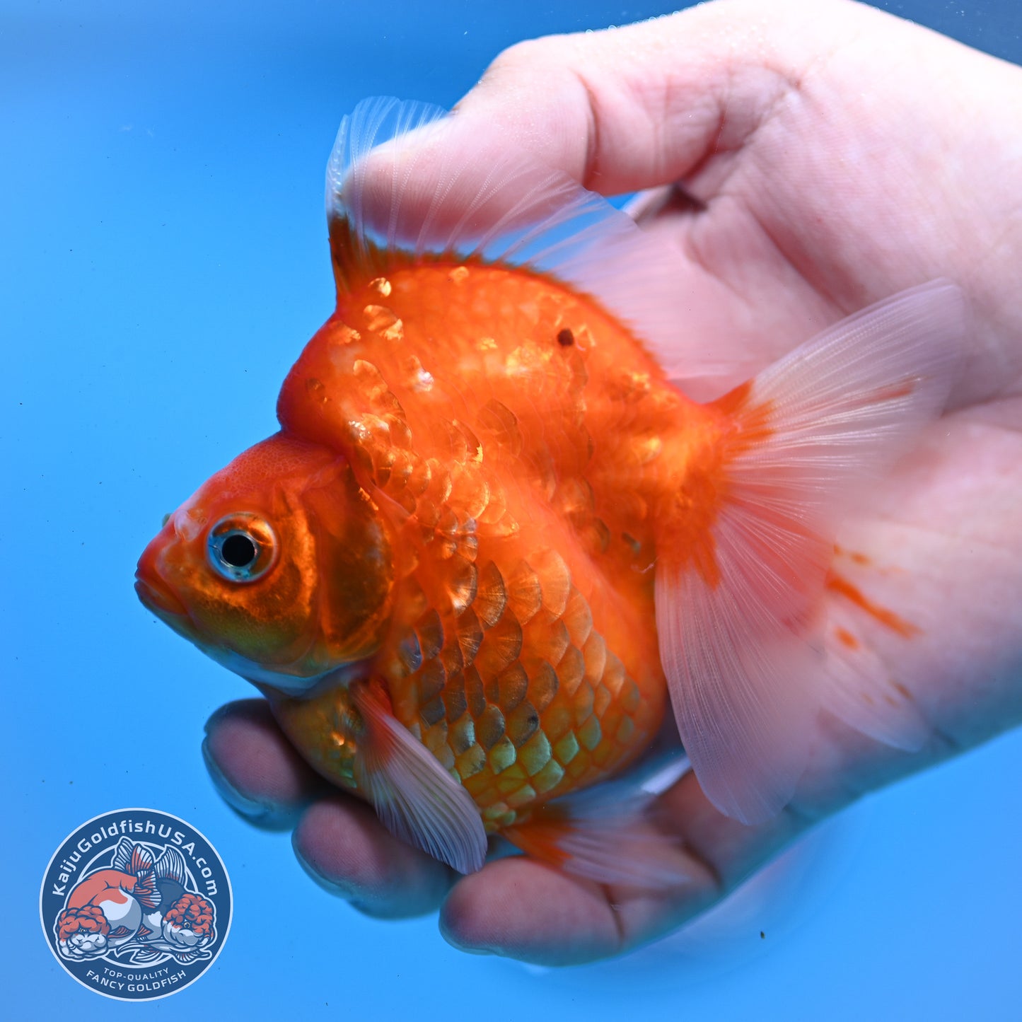 Sakura Ryukin 3 inch Body (251031_RY04)