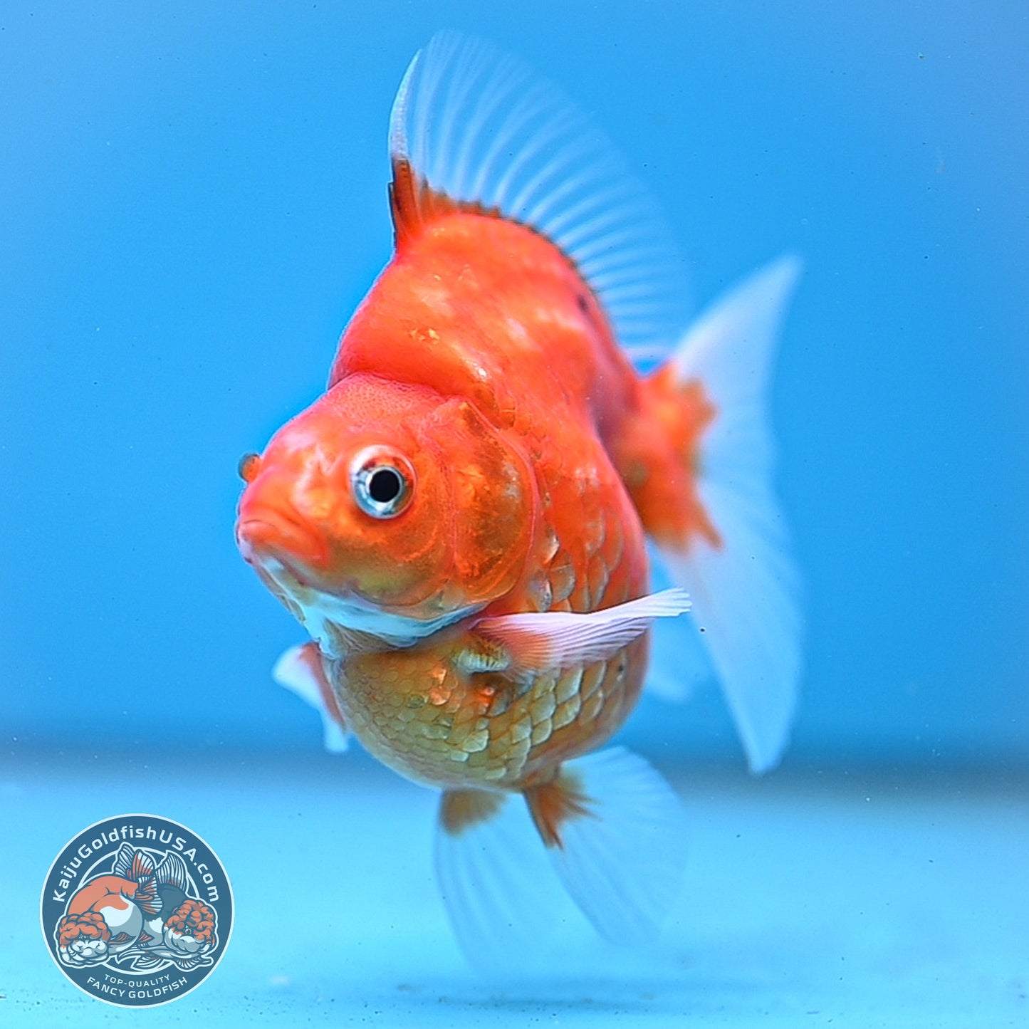 Sakura Ryukin 3 inch Body (251031_RY04)