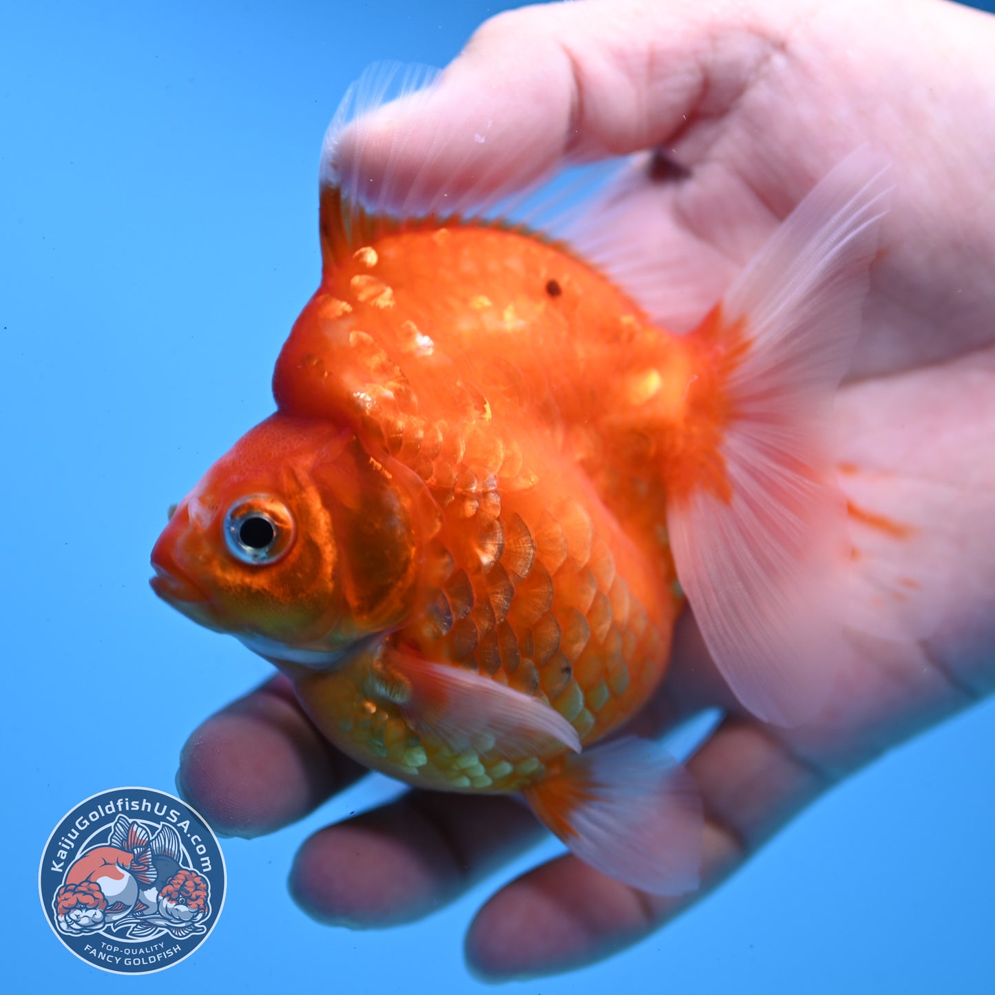 Sakura Ryukin 3 inch Body (251031_RY04)