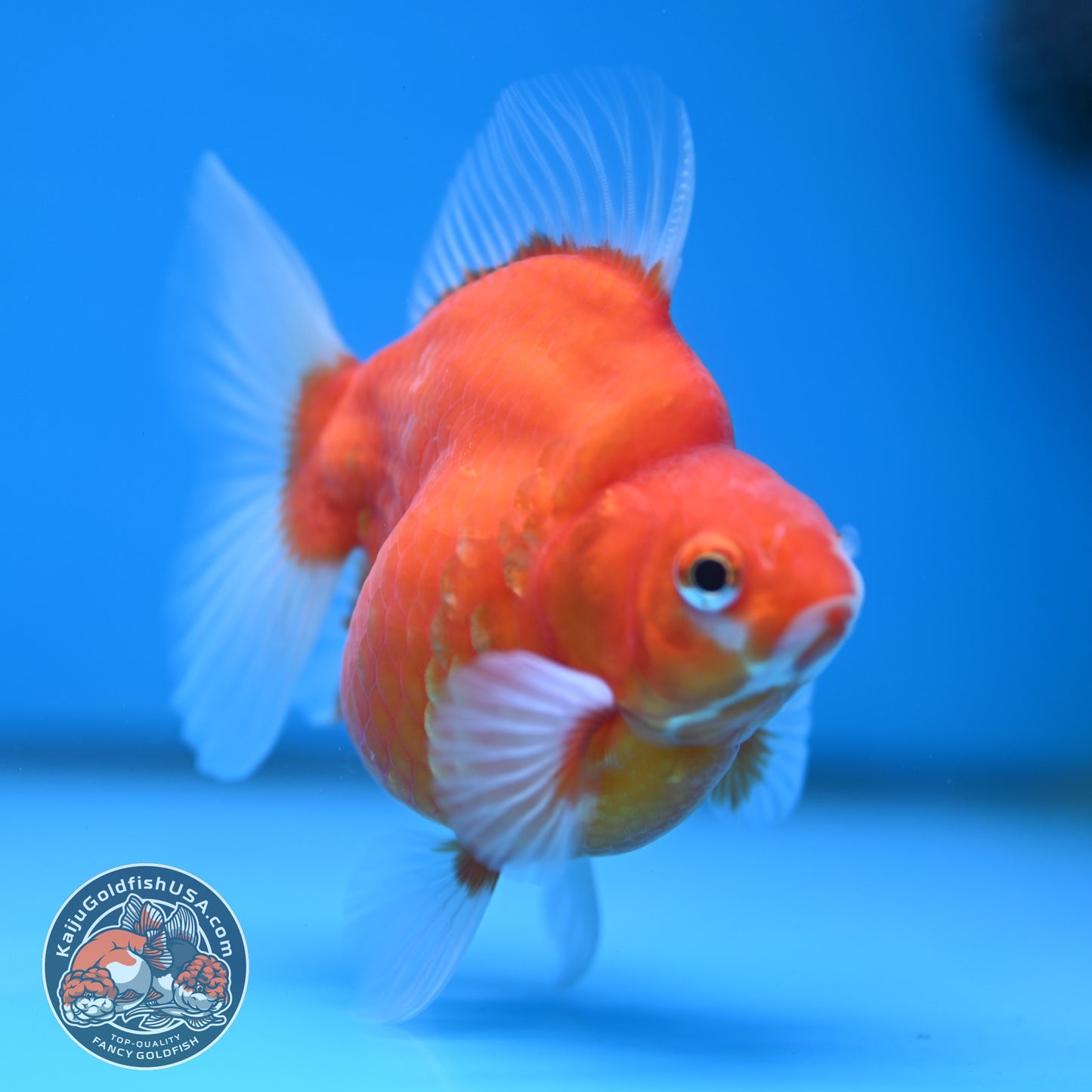 Sakura Ryukin 3.5 inch Body (251114_RY01)