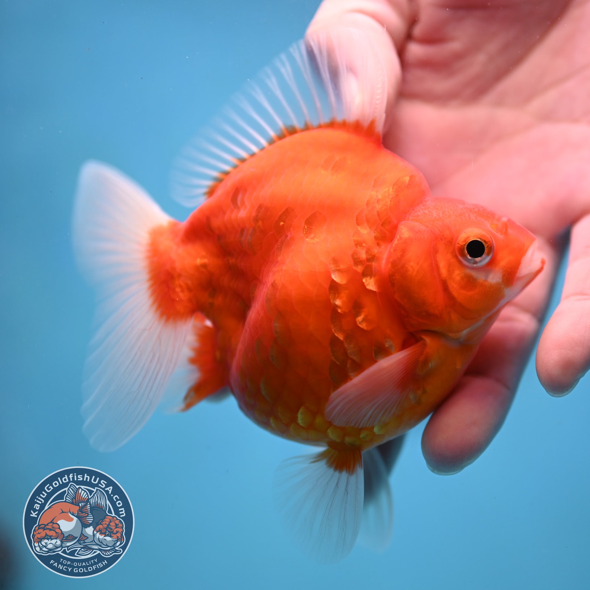 Sakura Ryukin 3.5 inch Body (251114_RY01)