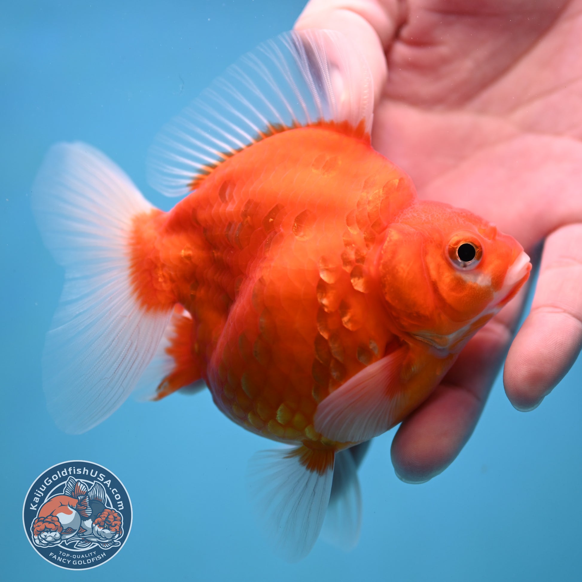 Sakura Ryukin 3.5 inch Body (251114_RY01)