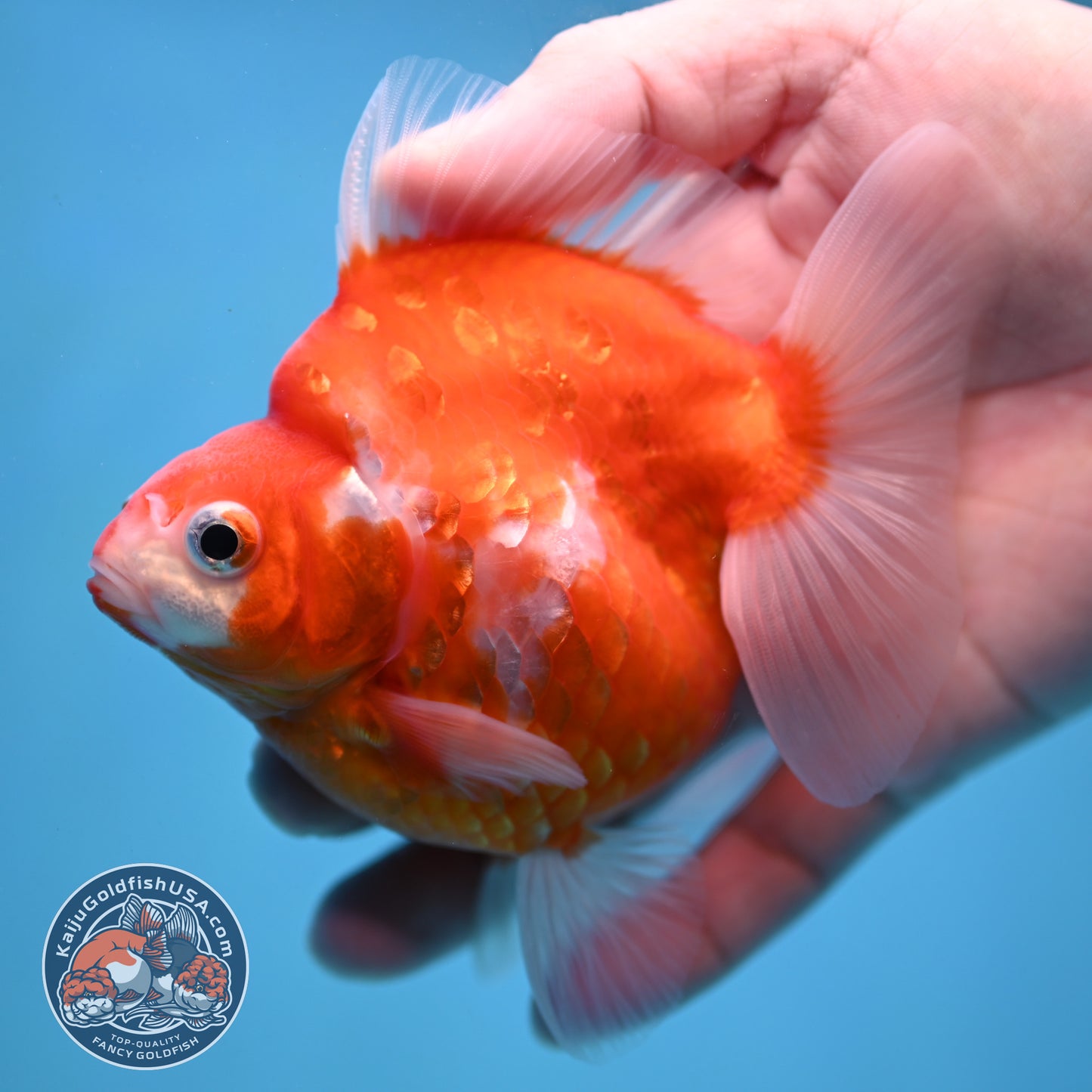 Sakura Ryukin 3.5 inch Body (251114_RY01)