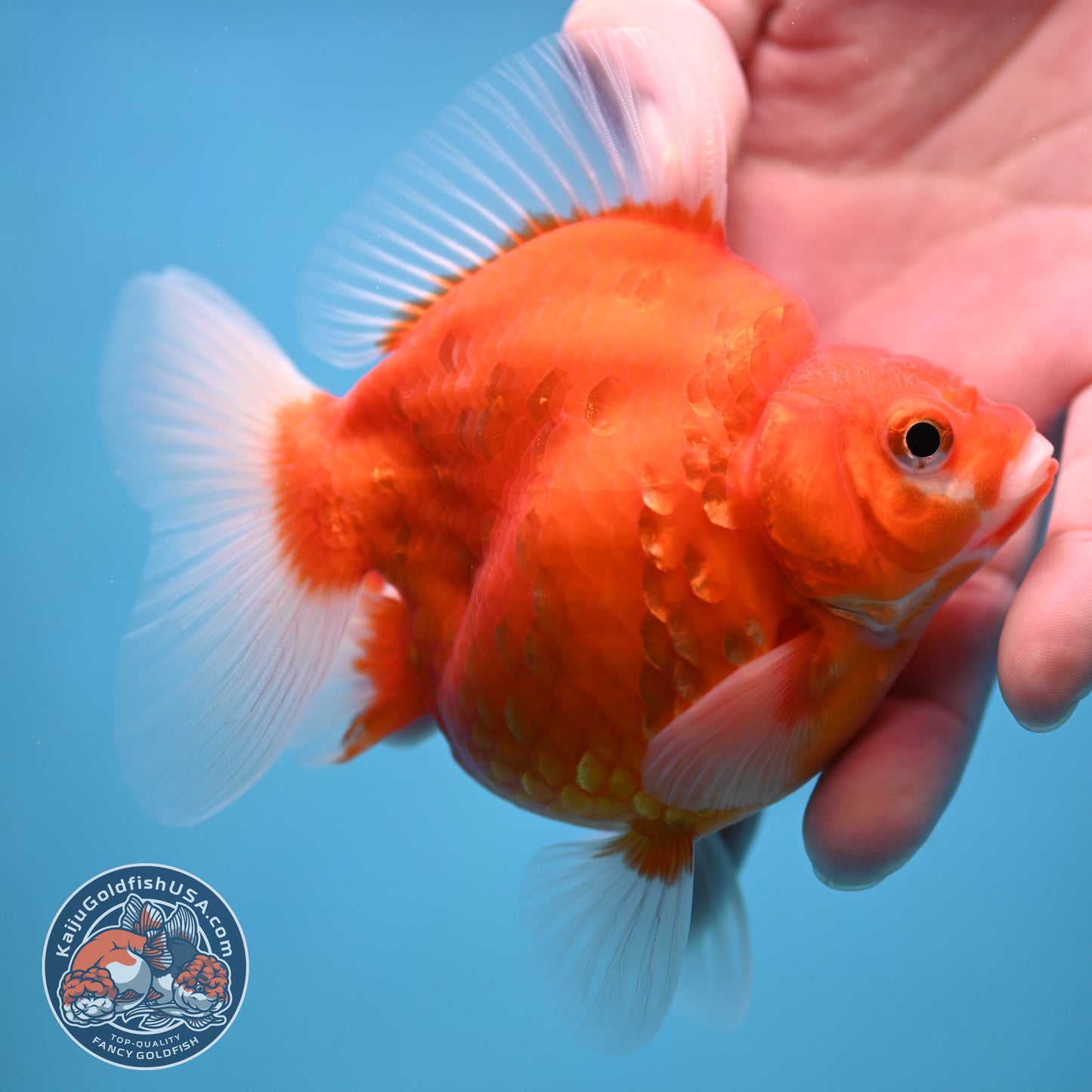 Sakura Ryukin 3.5 inch Body (251114_RY01)