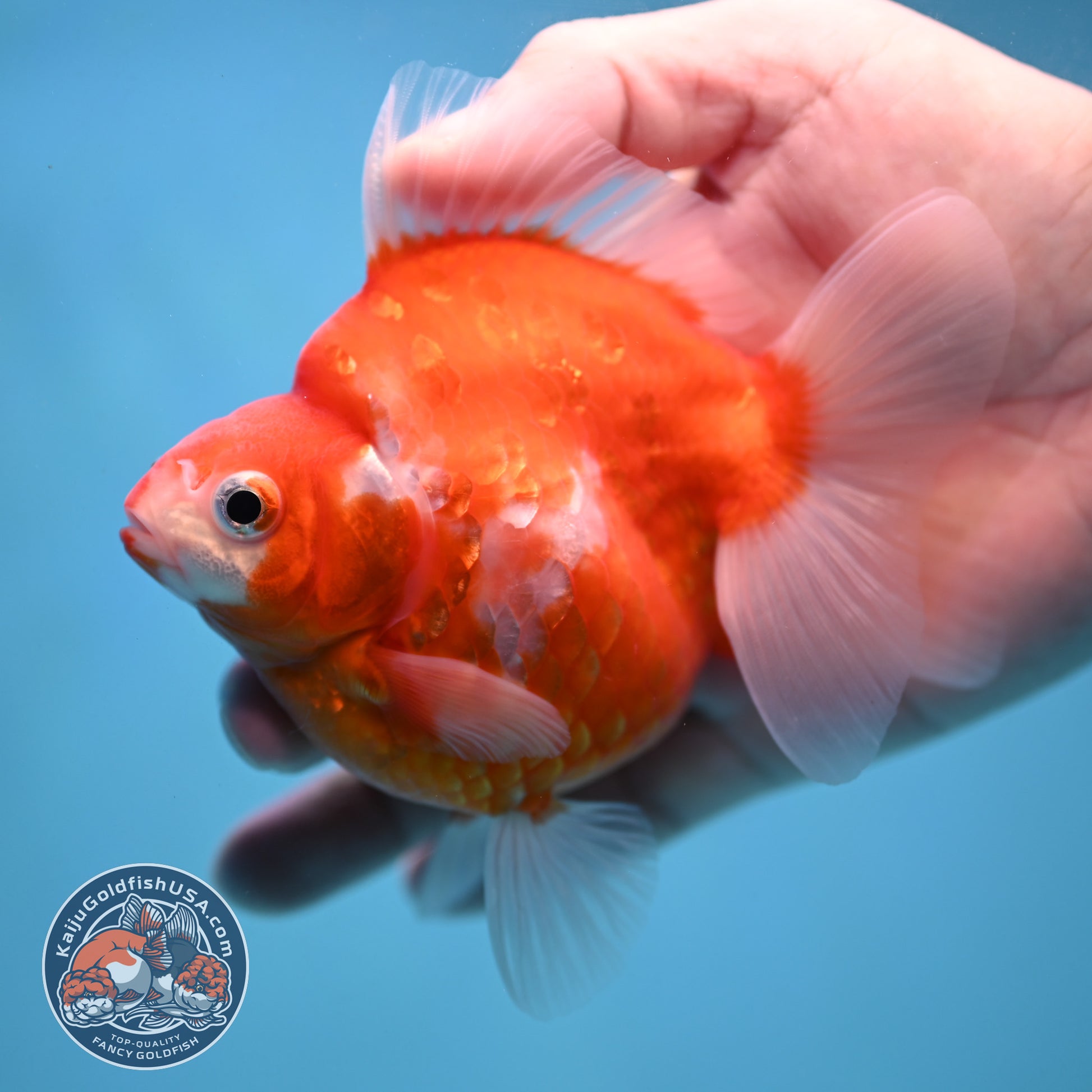 Sakura Ryukin 3.5 inch Body (251114_RY01)