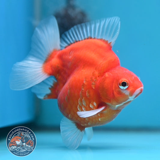 Sakura Ryukin 3.5 inch Body (251114_RY01)