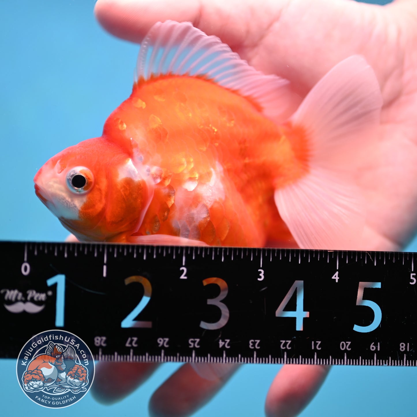 Sakura Ryukin 3.5 inch Body (251114_RY01)