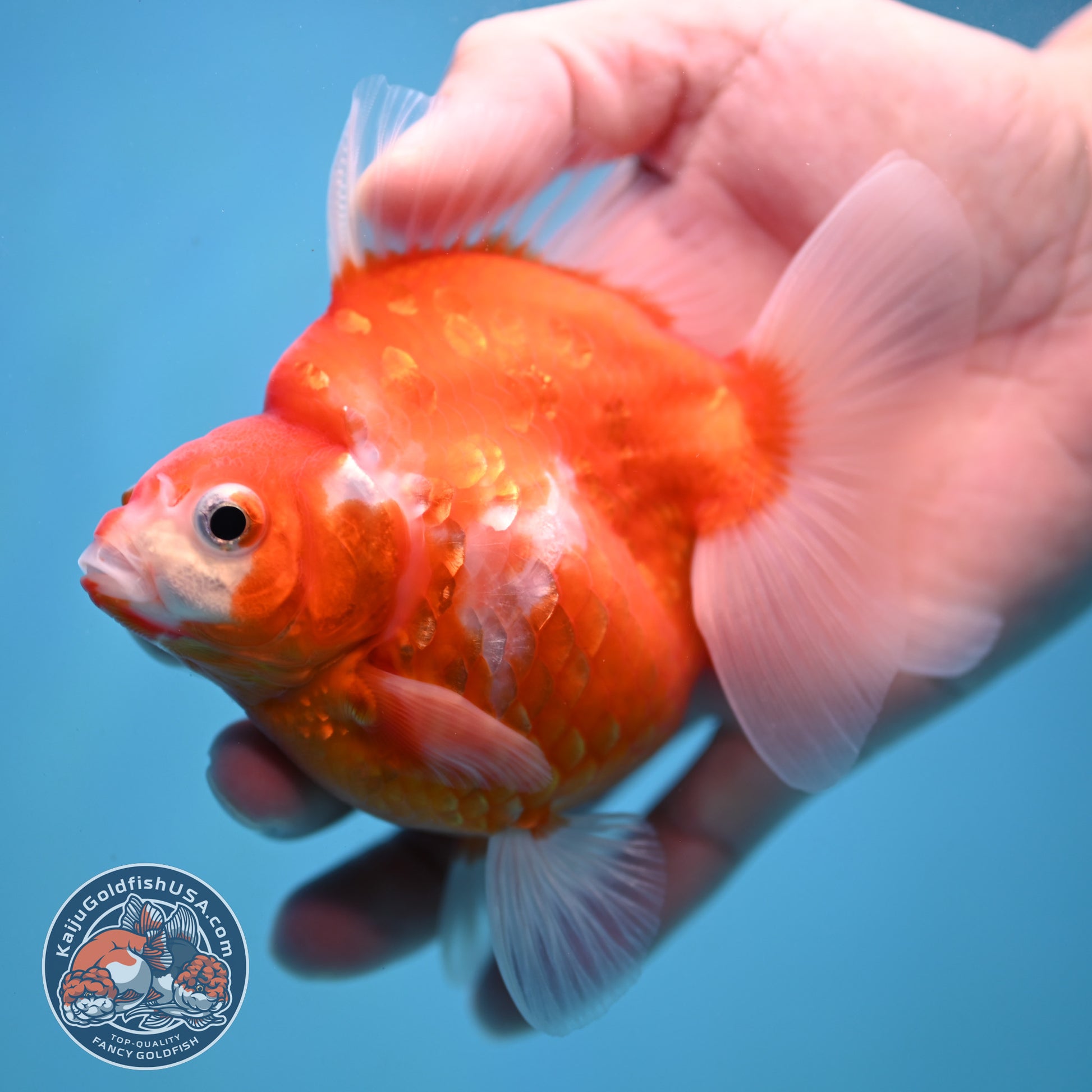 Sakura Ryukin 3.5 inch Body (251114_RY01)