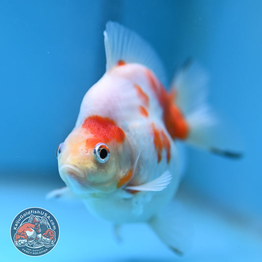 Sakura Ryukin 3.5 inch Body (260123_RY05)