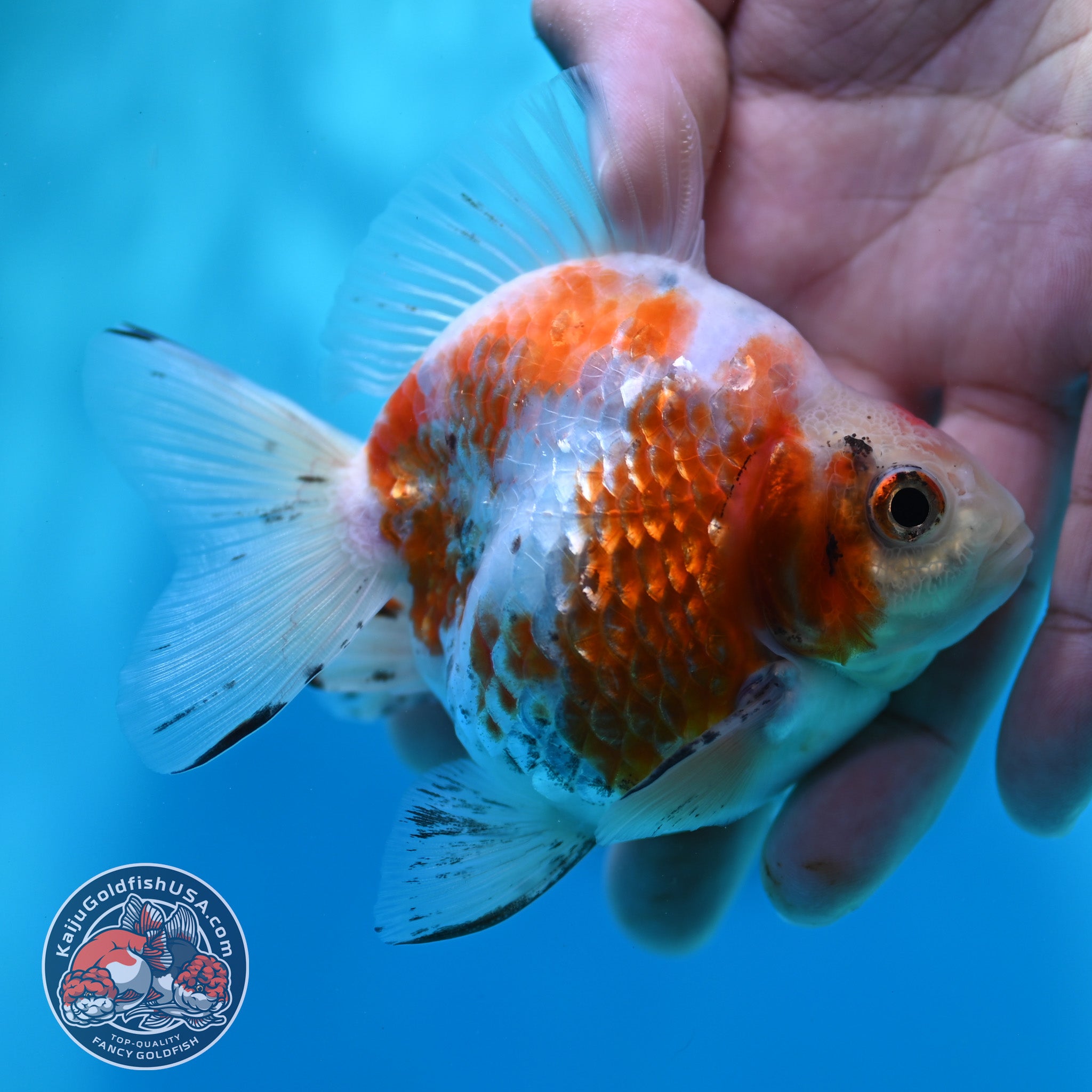 Sakura Ryukin 3.5 inch Body (260417_RY03) – Kaiju Goldfish USA
