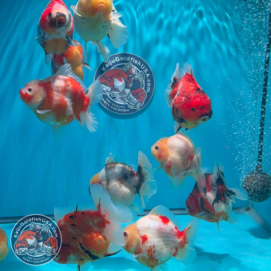 Sakura Short Tail Oranda ~3" | We Pick, You Save