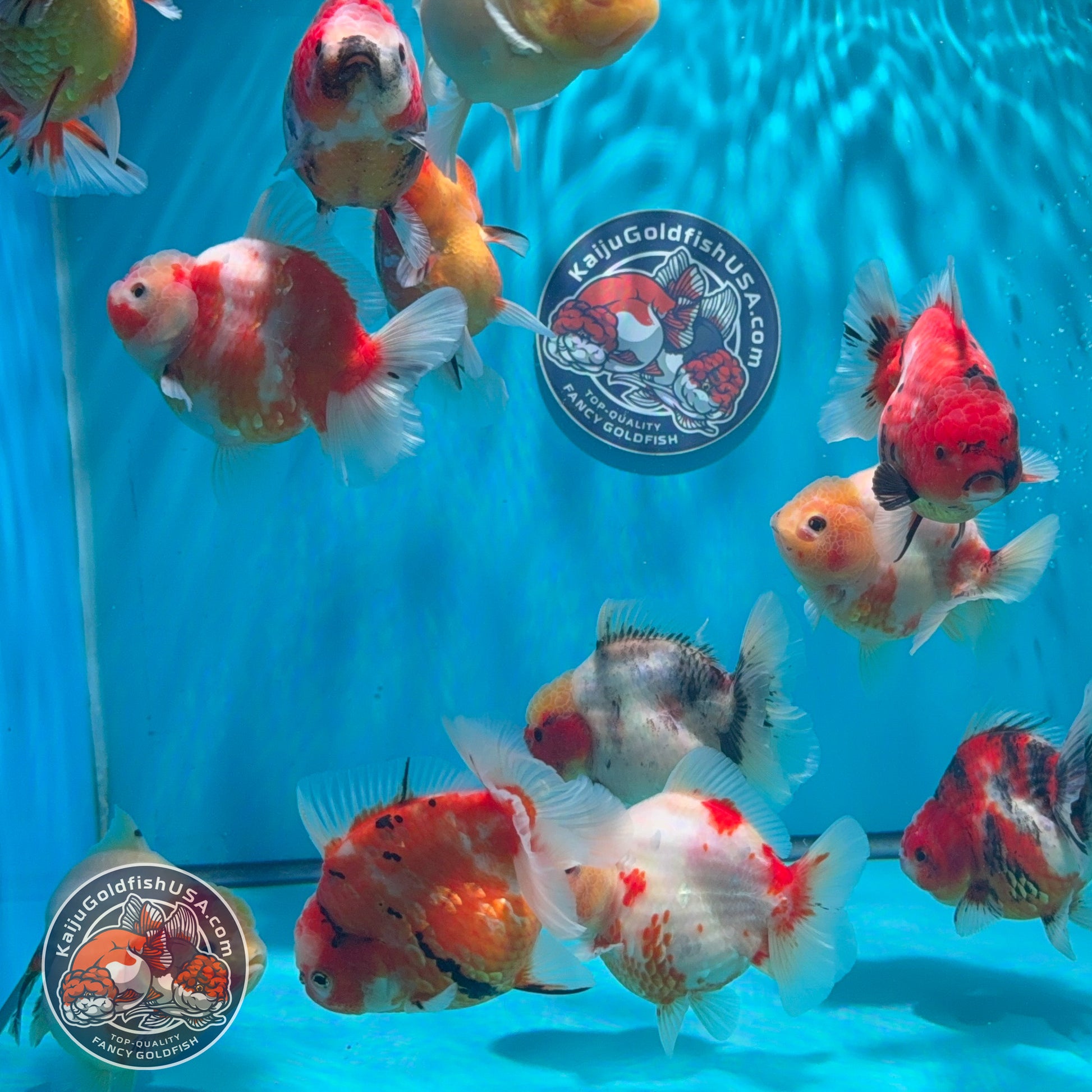 Sakura Short Tail Oranda ~3" | We Pick, You Save