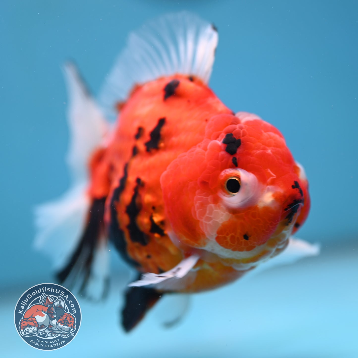Sakura Tiger Rose Tail Oranda 4 inch Body (260116_OR07)
