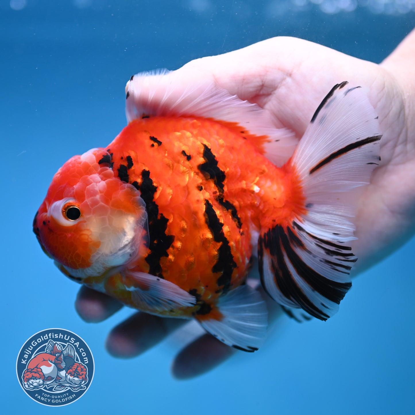 Sakura Tiger Rose Tail Oranda 4 inch Body (260116_OR07)