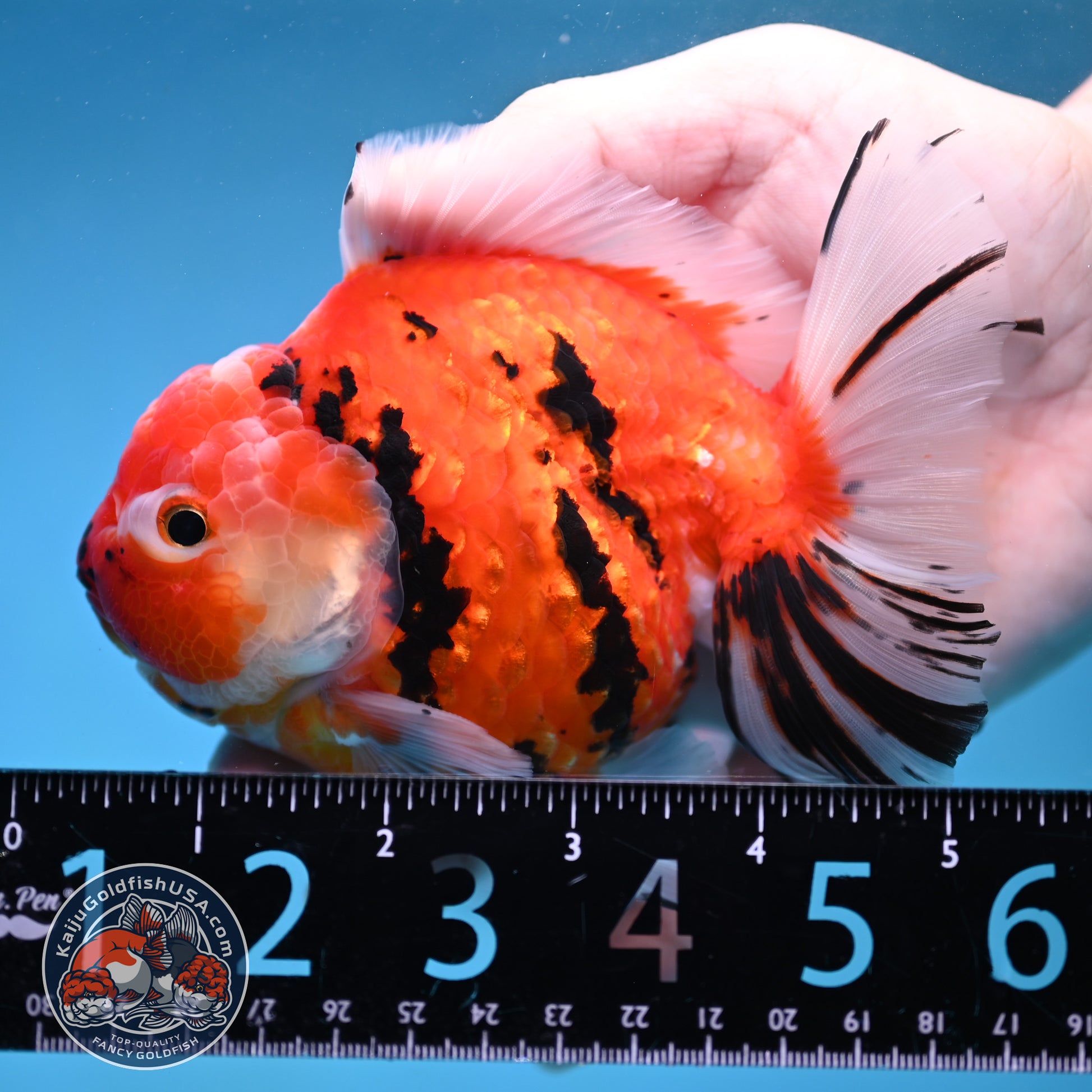 Sakura Tiger Rose Tail Oranda 4 inch Body (260116_OR07)