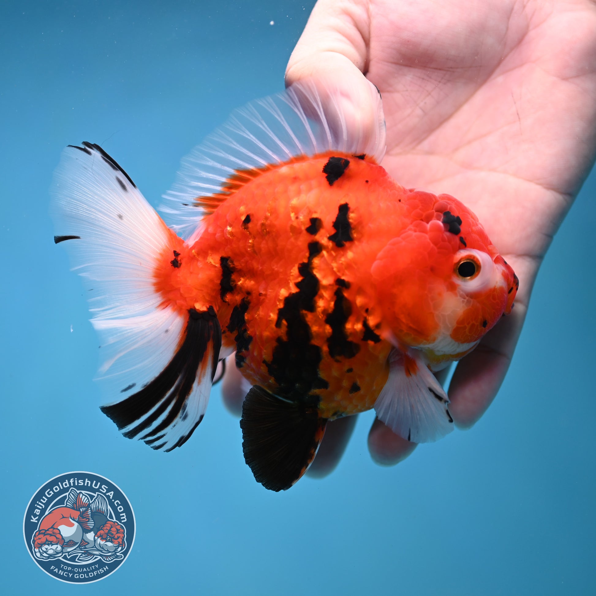 Sakura Tiger Rose Tail Oranda 4 inch Body (260116_OR07)