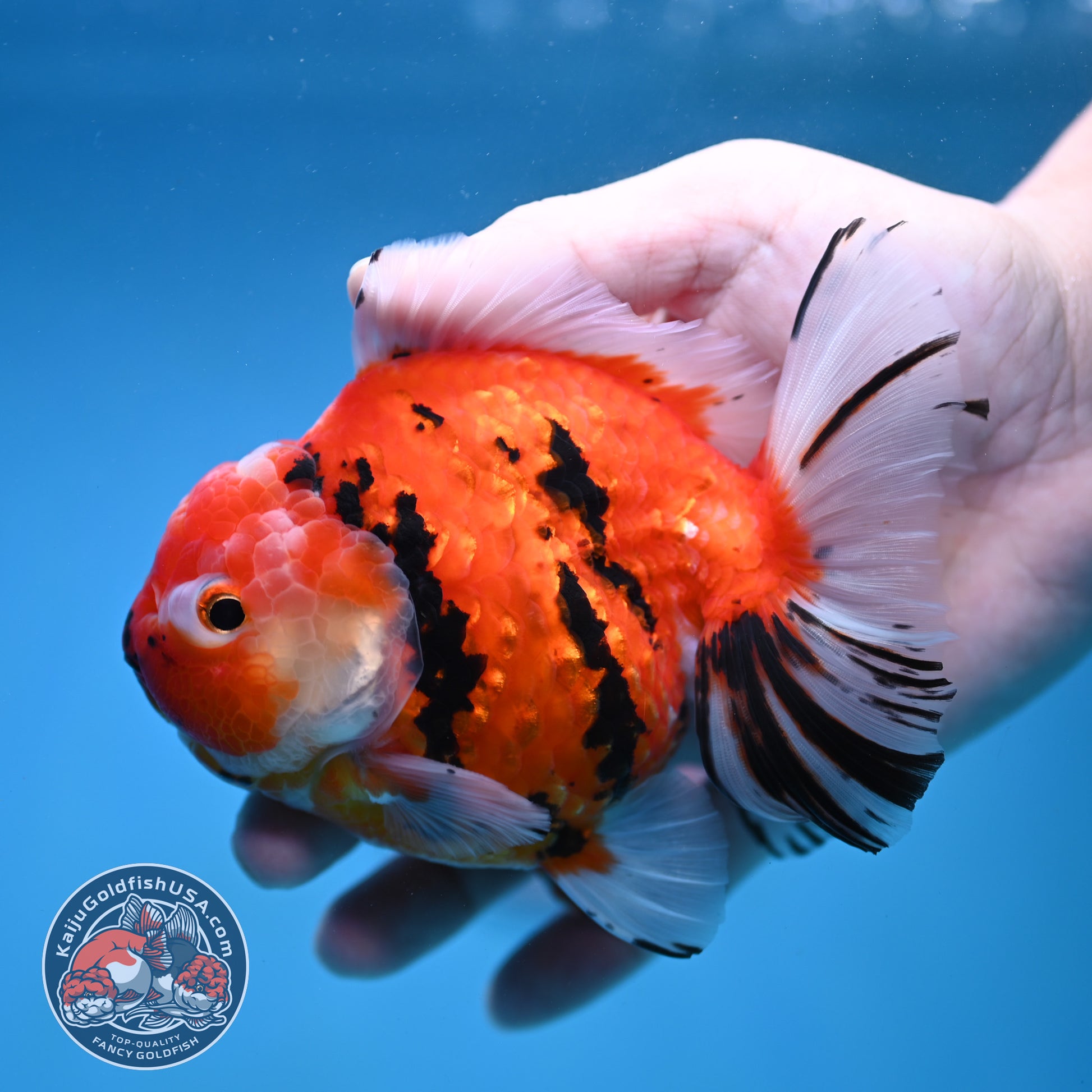 Sakura Tiger Rose Tail Oranda 4 inch Body (260116_OR07)