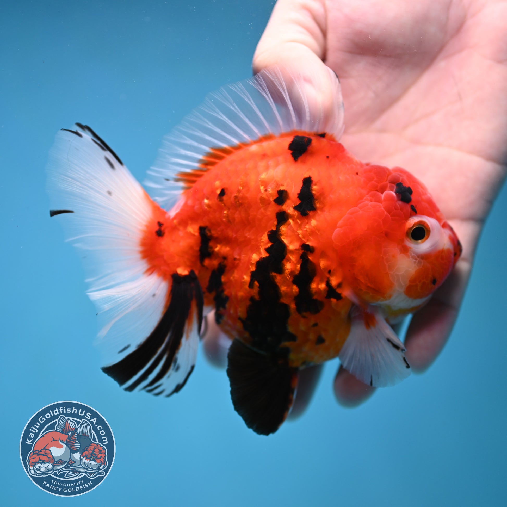 Sakura Tiger Rose Tail Oranda 4 inch Body (260116_OR07)